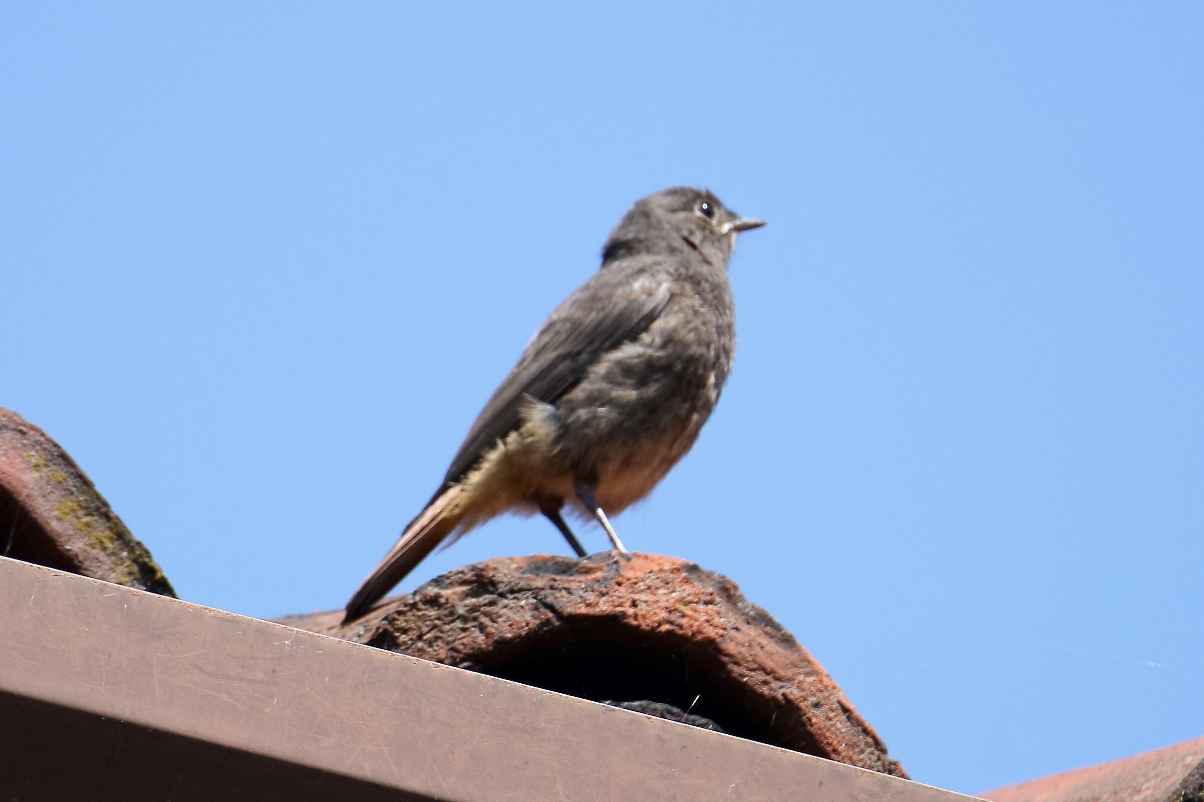 redstart