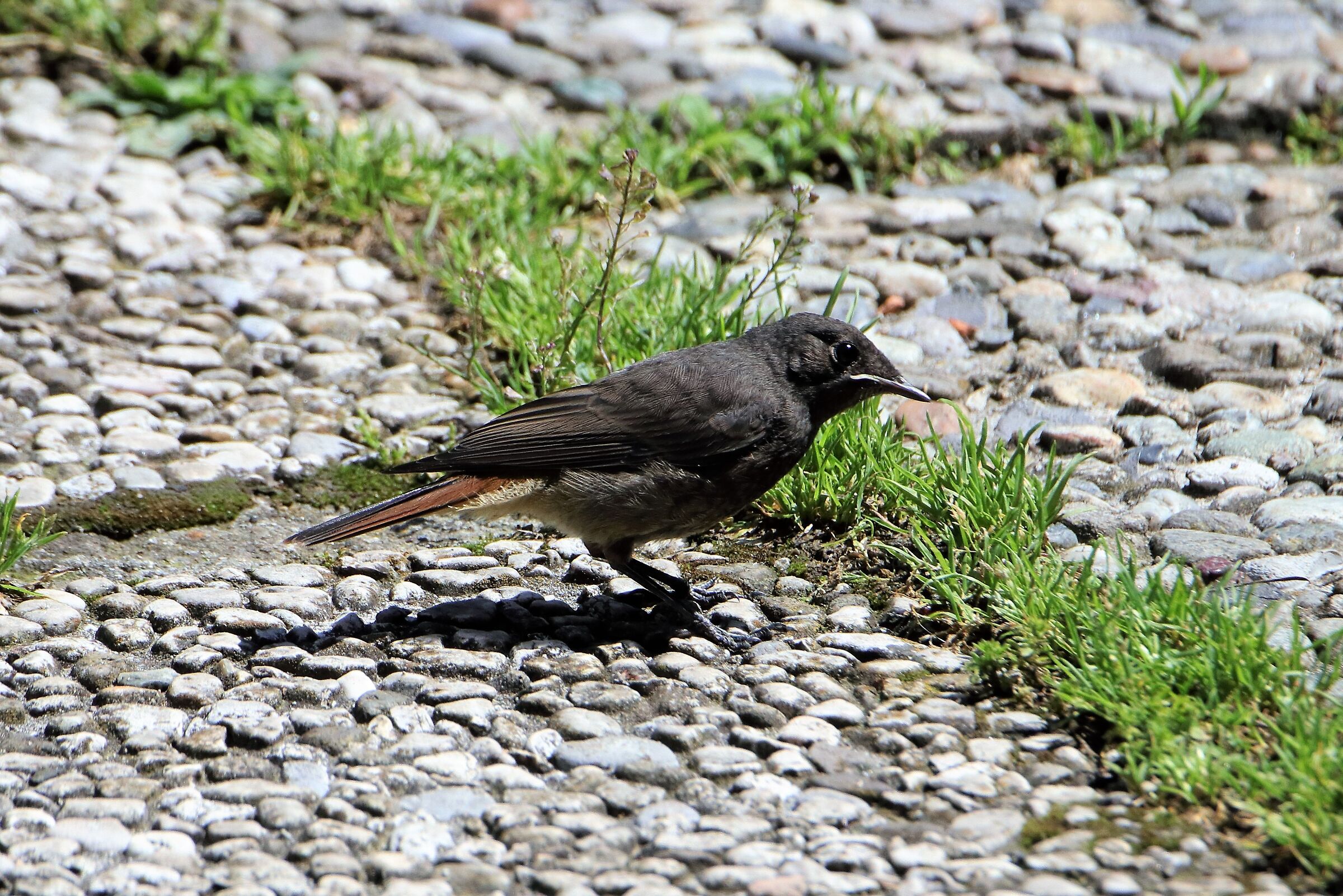 redstart