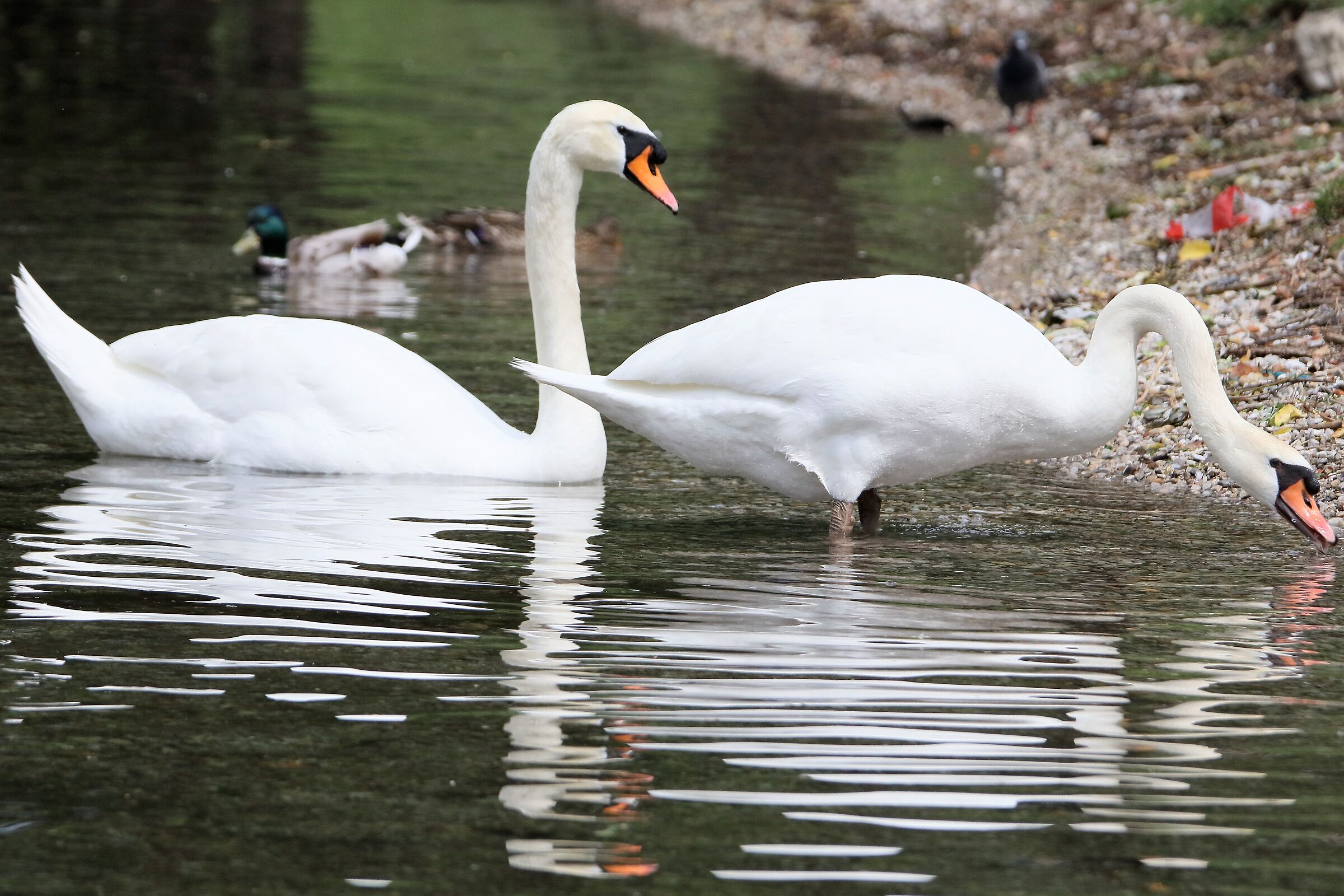swan pair