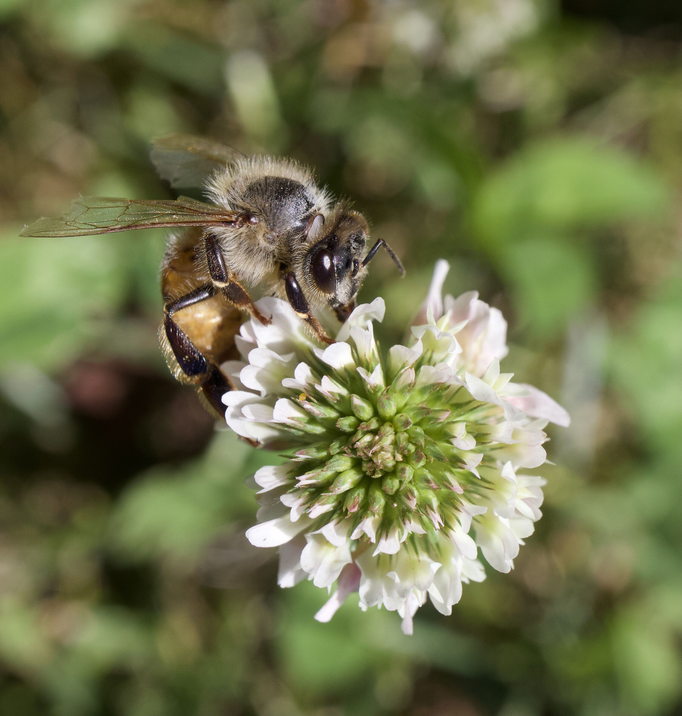 Bee on clover flower nectar