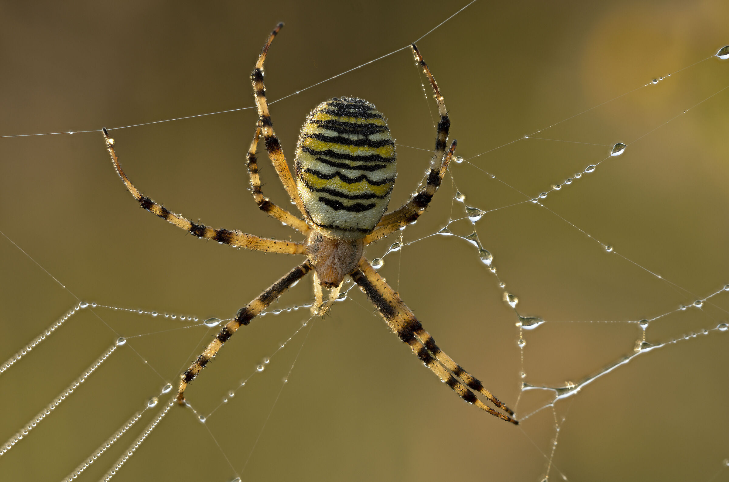 Argiope bruennichi