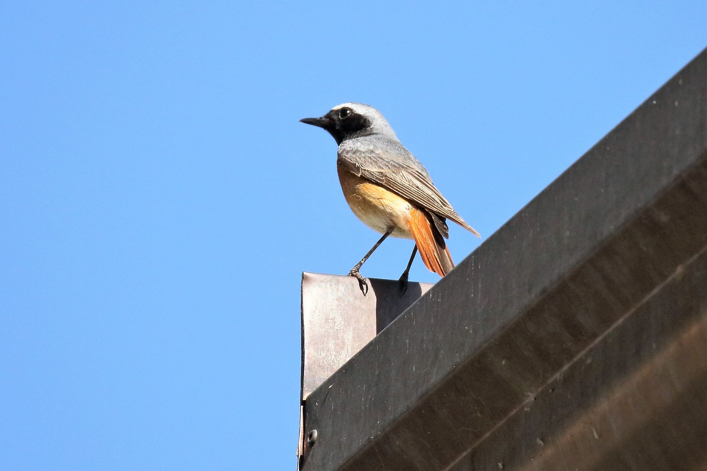 redstart