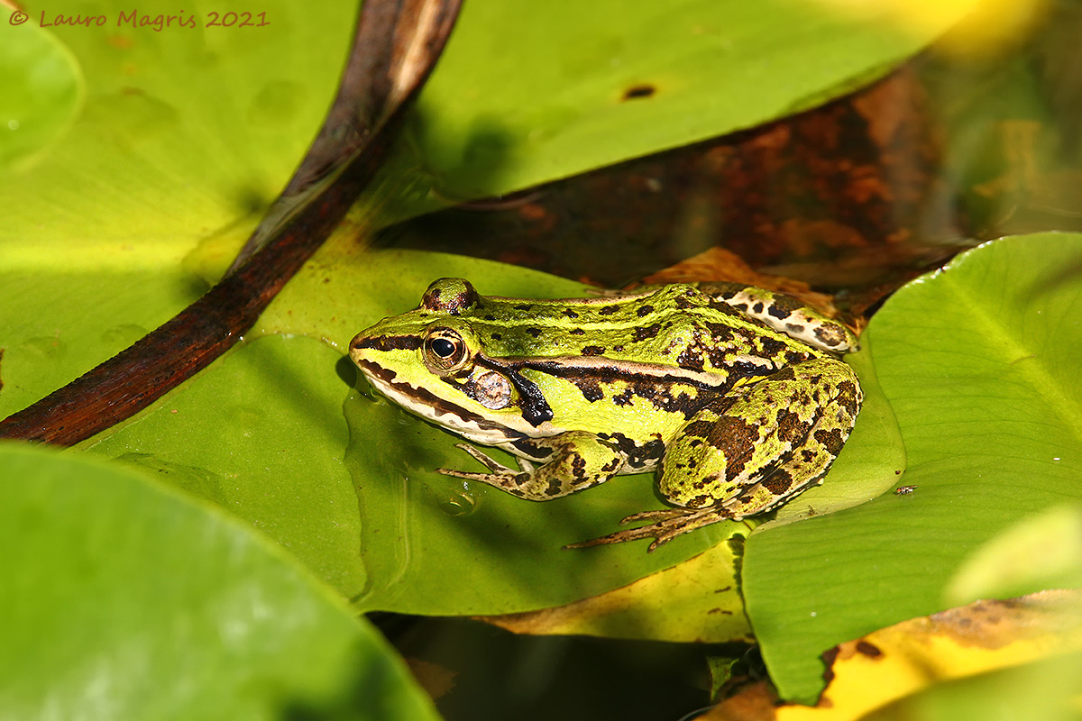 Common frog