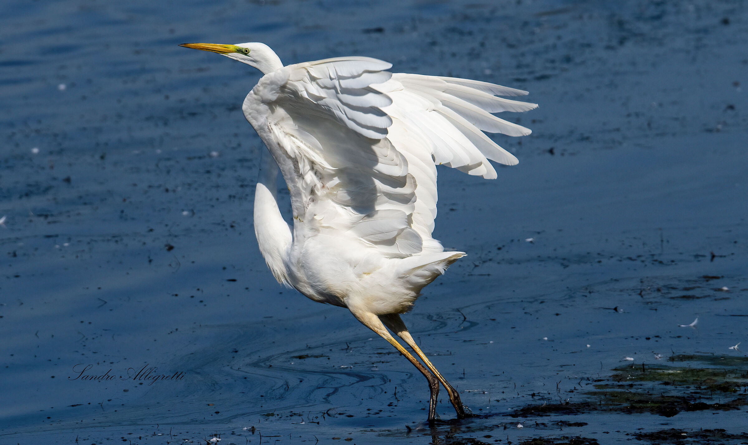 L'airone bianco maggiore (Casmerodius alba)