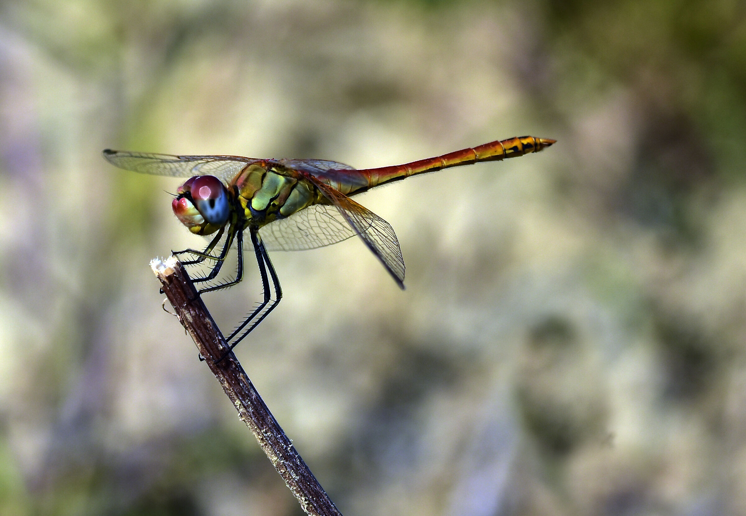 Dragonfly taking off