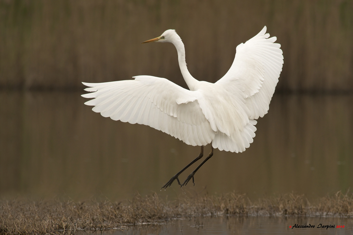 White Heron aggiore