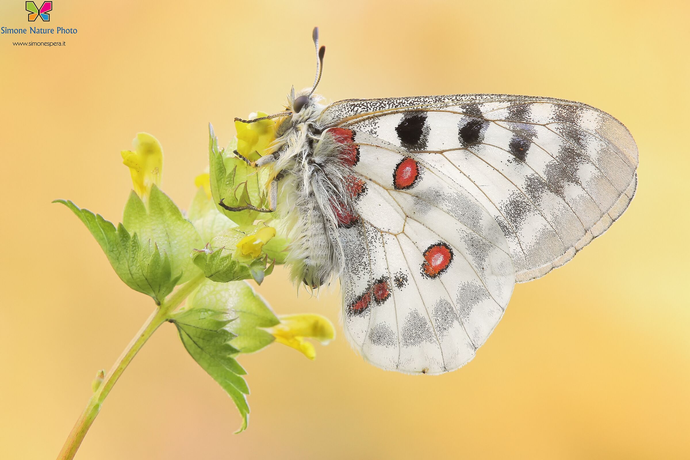 Parnassius apollo.....