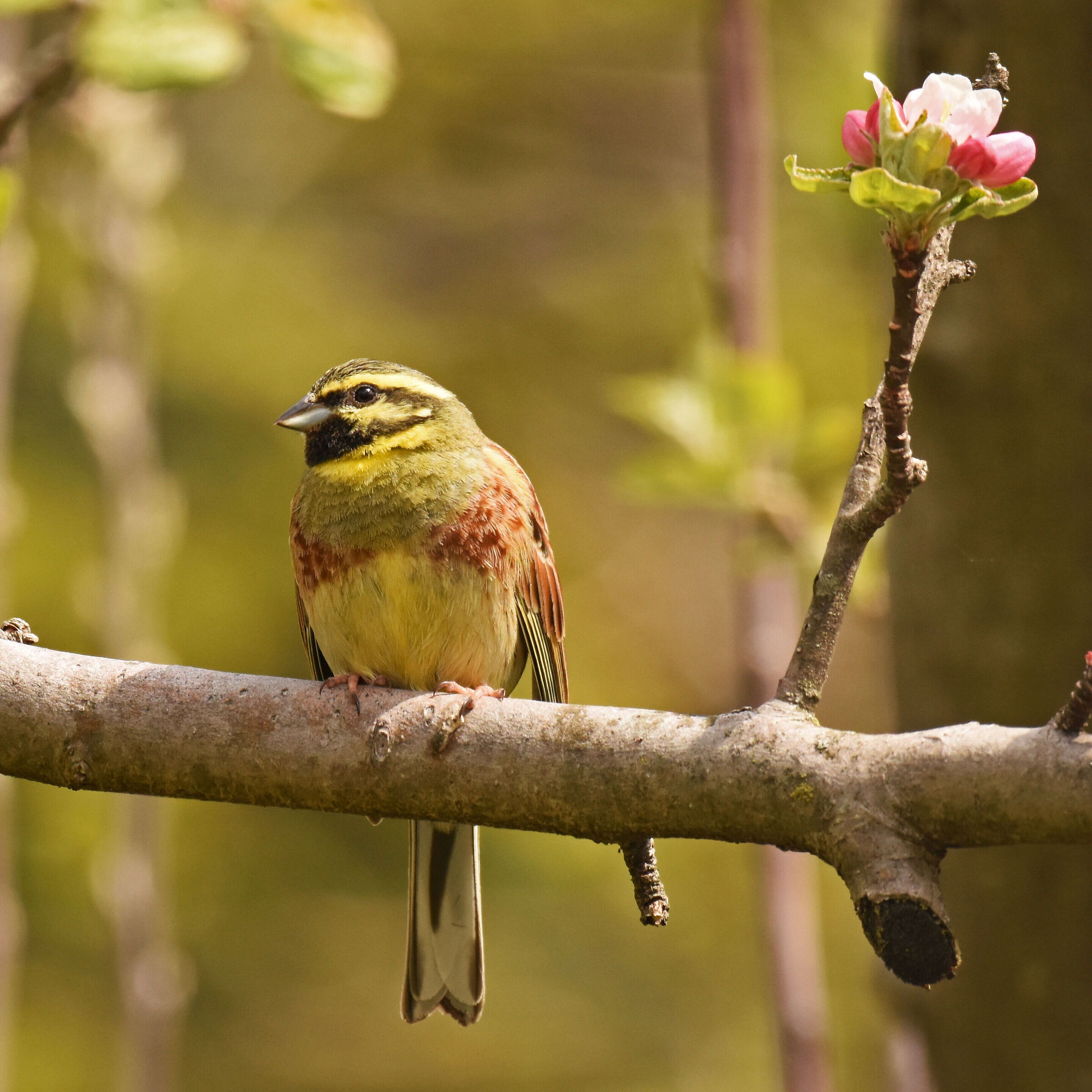 Cirl bunting