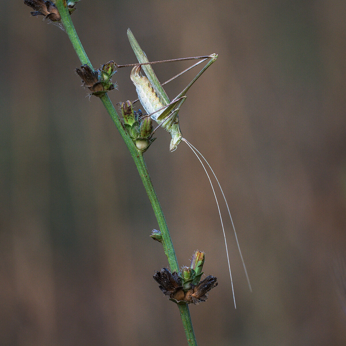 Grasshopper (to be correctly identified)