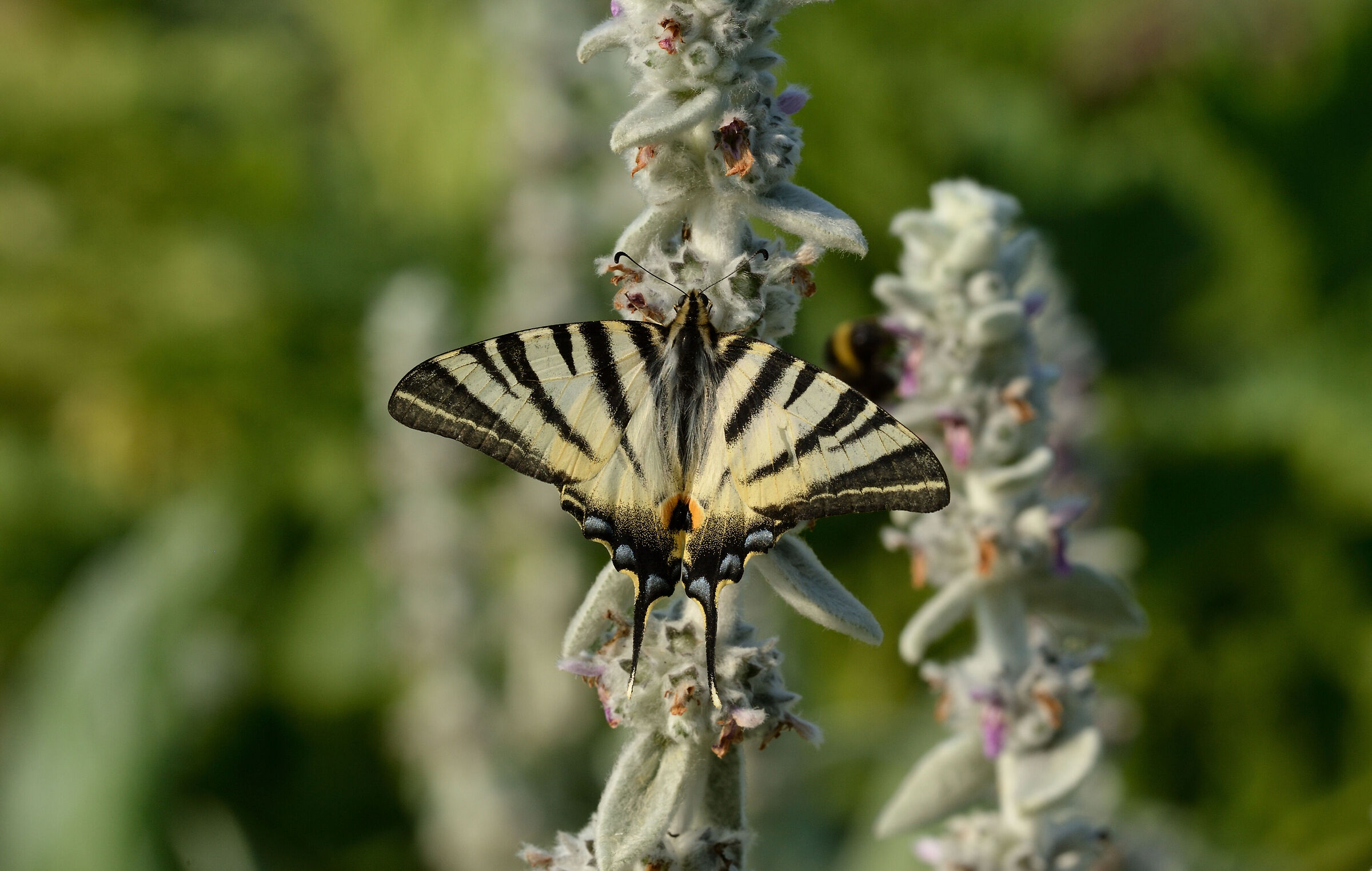Scarce swallowtail