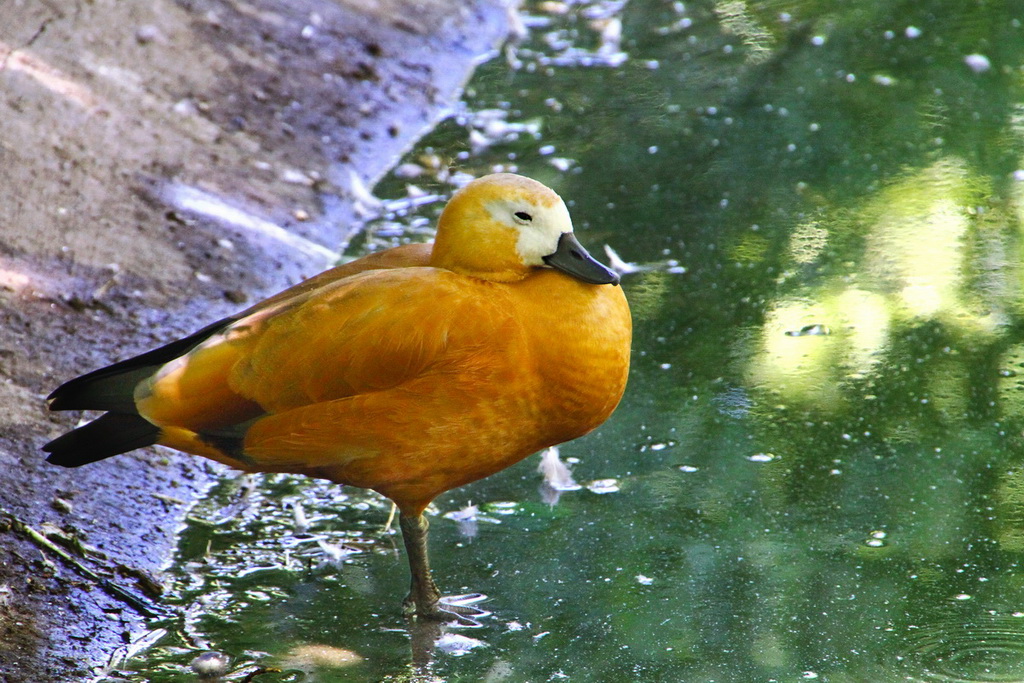 Con i bambini allo Zoo 9