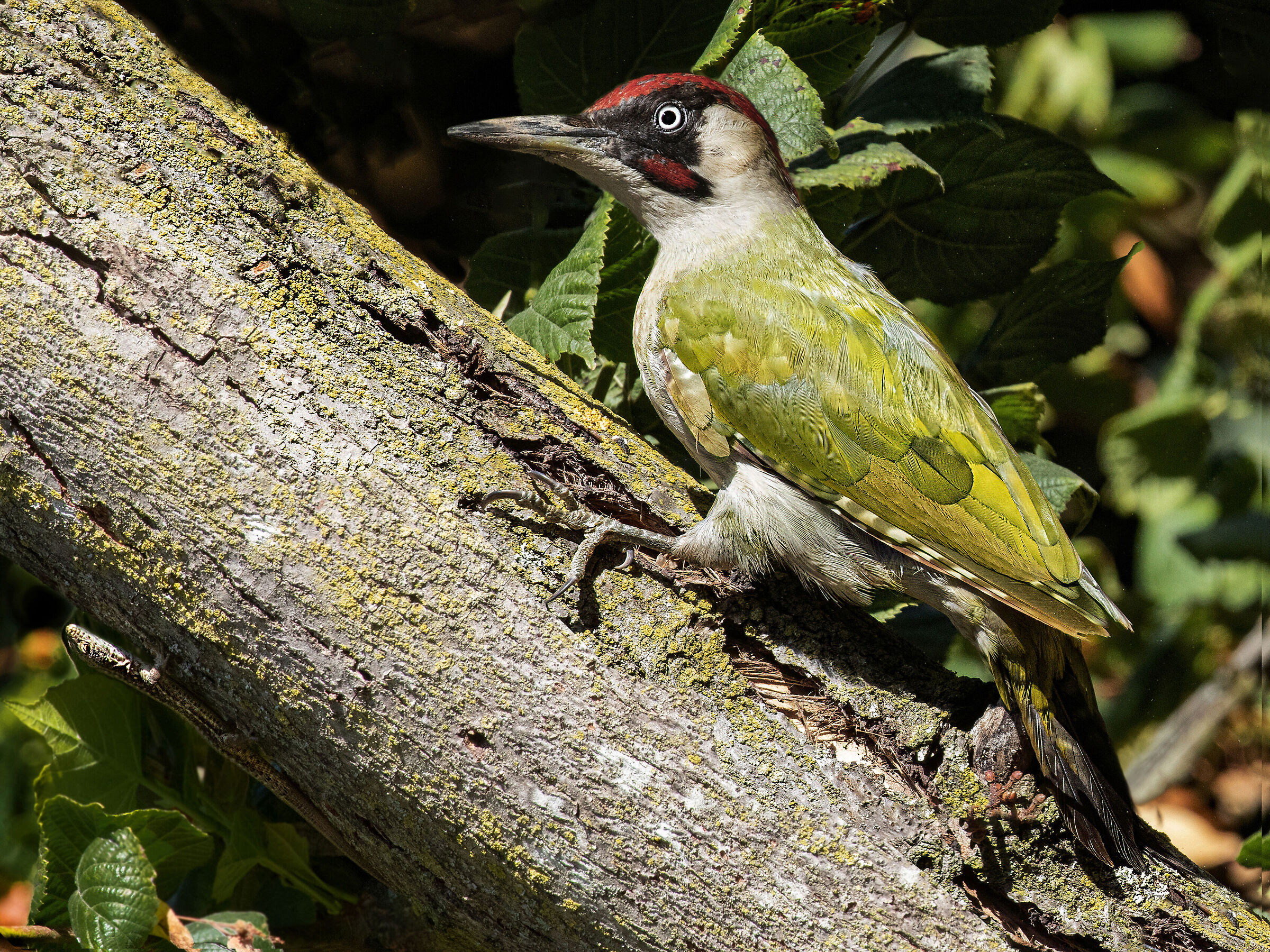 Picchio Verde Maschio con Lucertola.