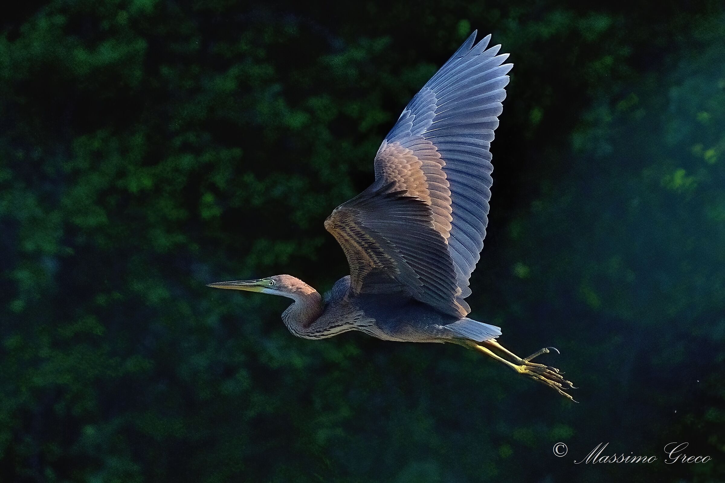 Airone rosso (Ardea purpurea)