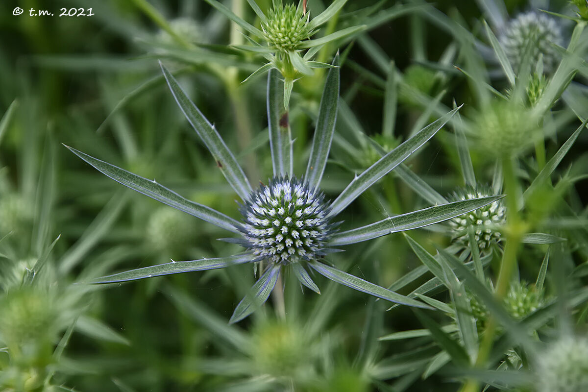 Calcatreppola Ametistina