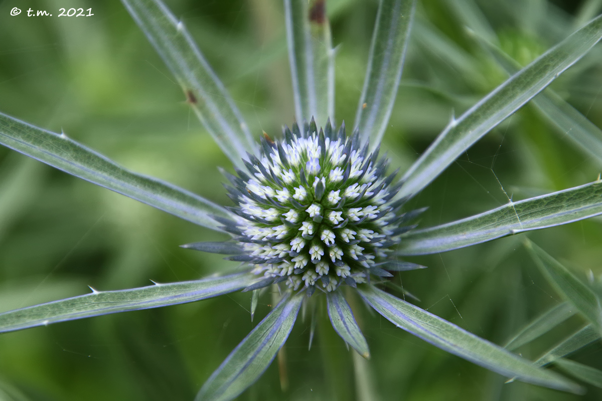 Calcatreppola Ametistina (Eryngium amethystinum)