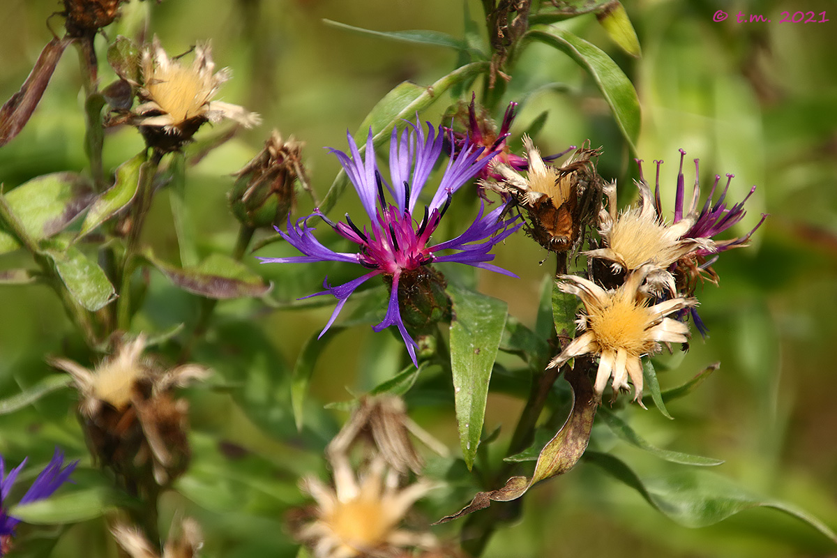 Fiordaliso di Trionfetti