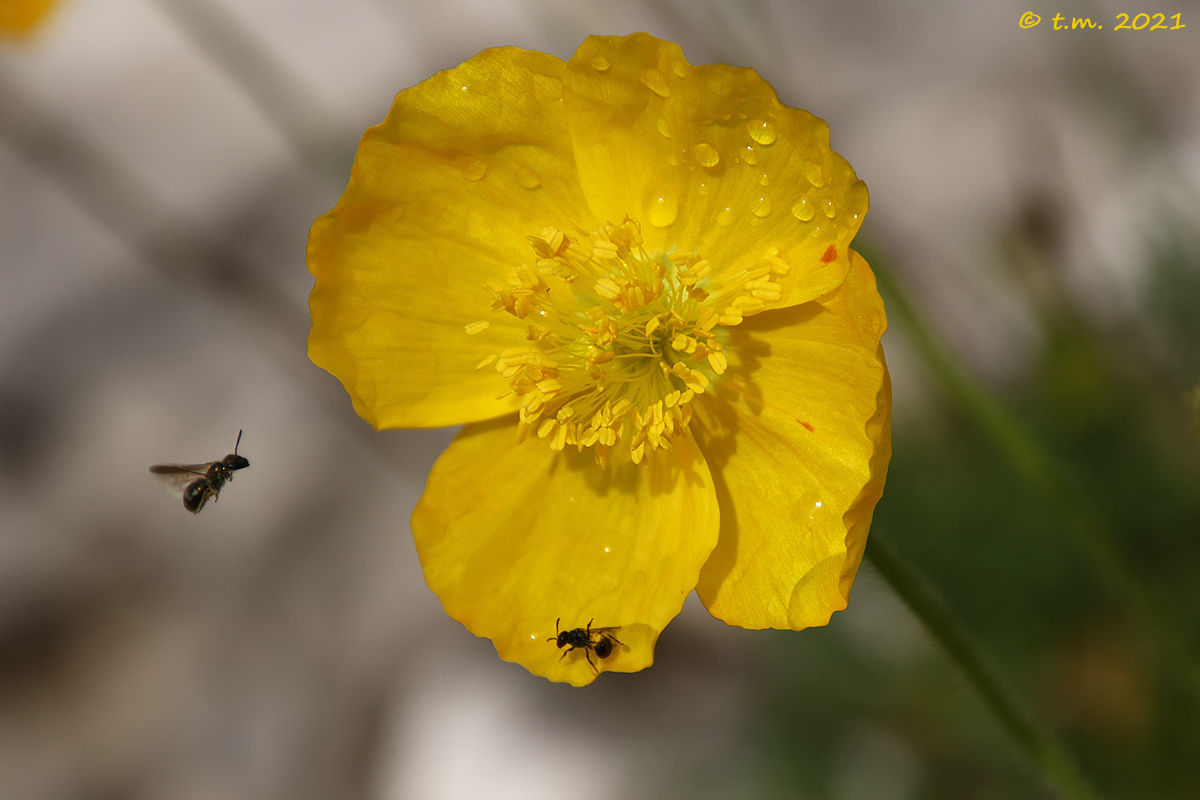 Papavero Alpino (Centaurea nervosa)