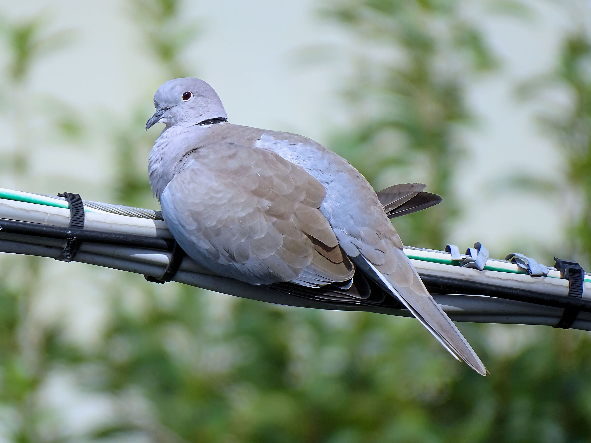 Turtle dove