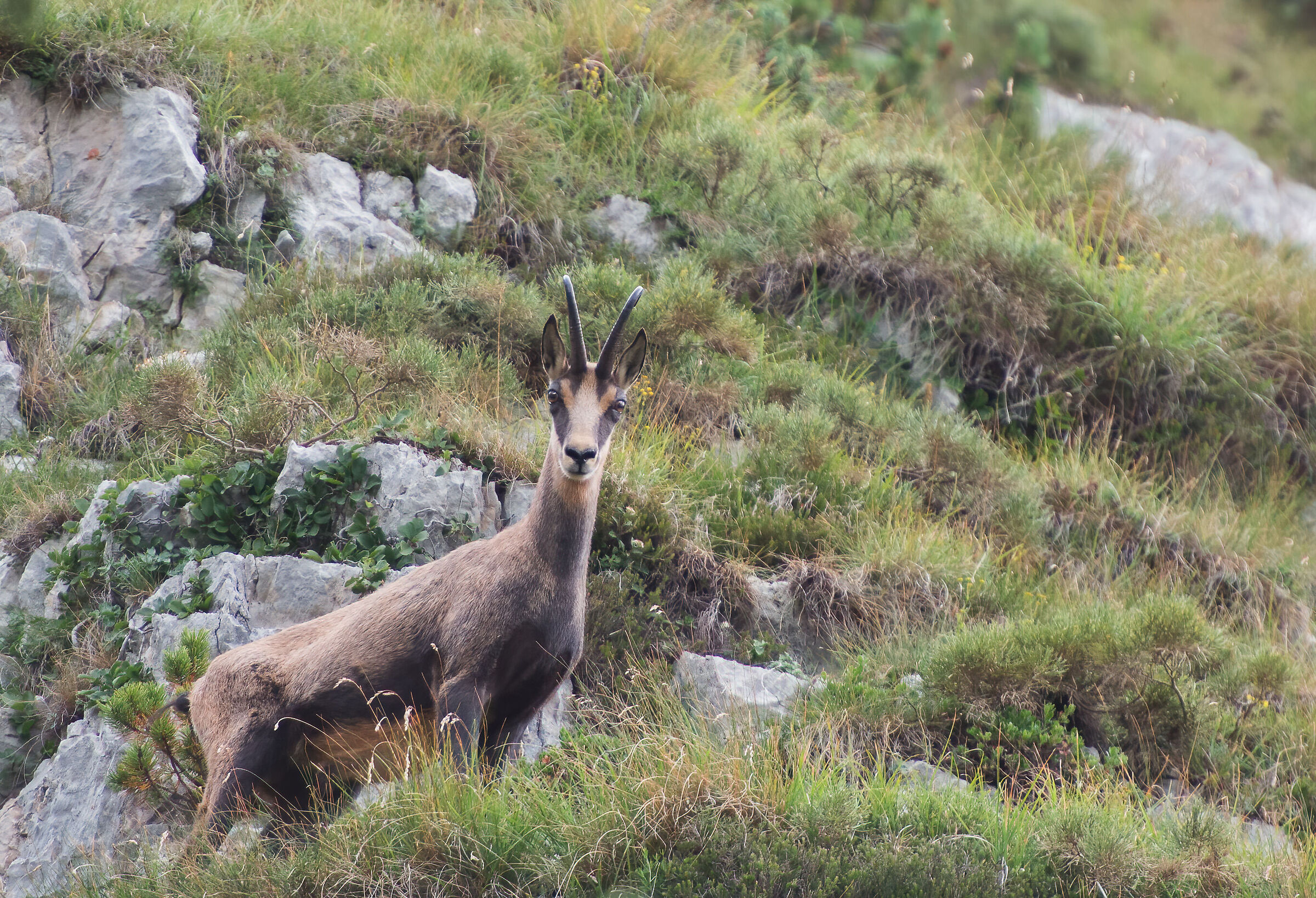 Camoscio Dolomiti Friulane