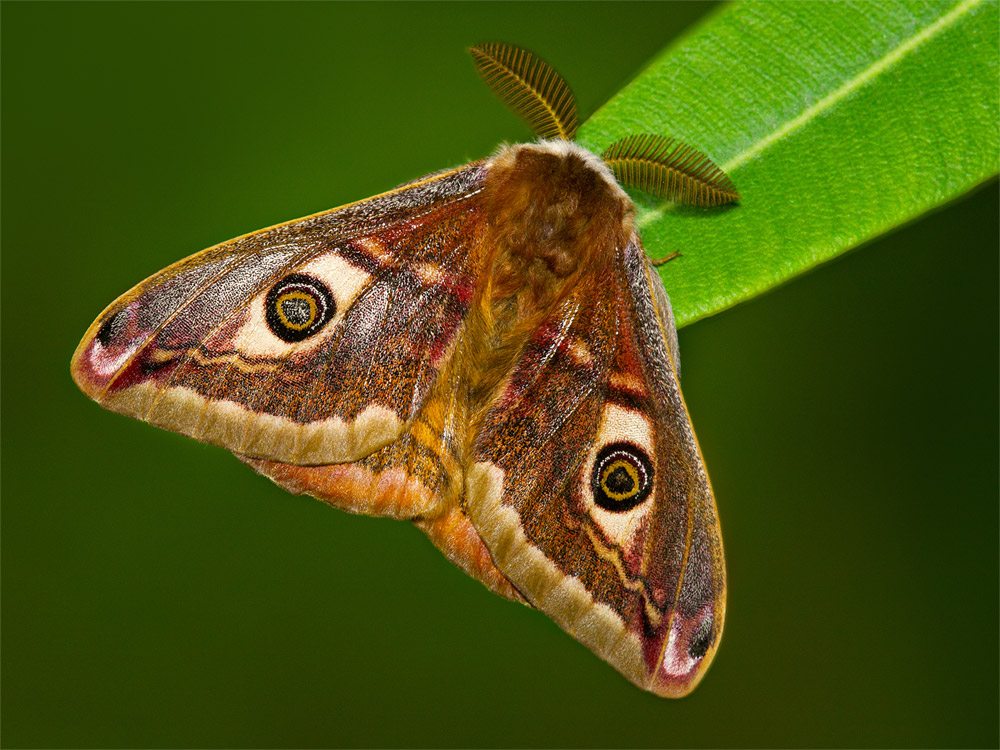 Saturnia pavoniella (Scopoli, 1763)