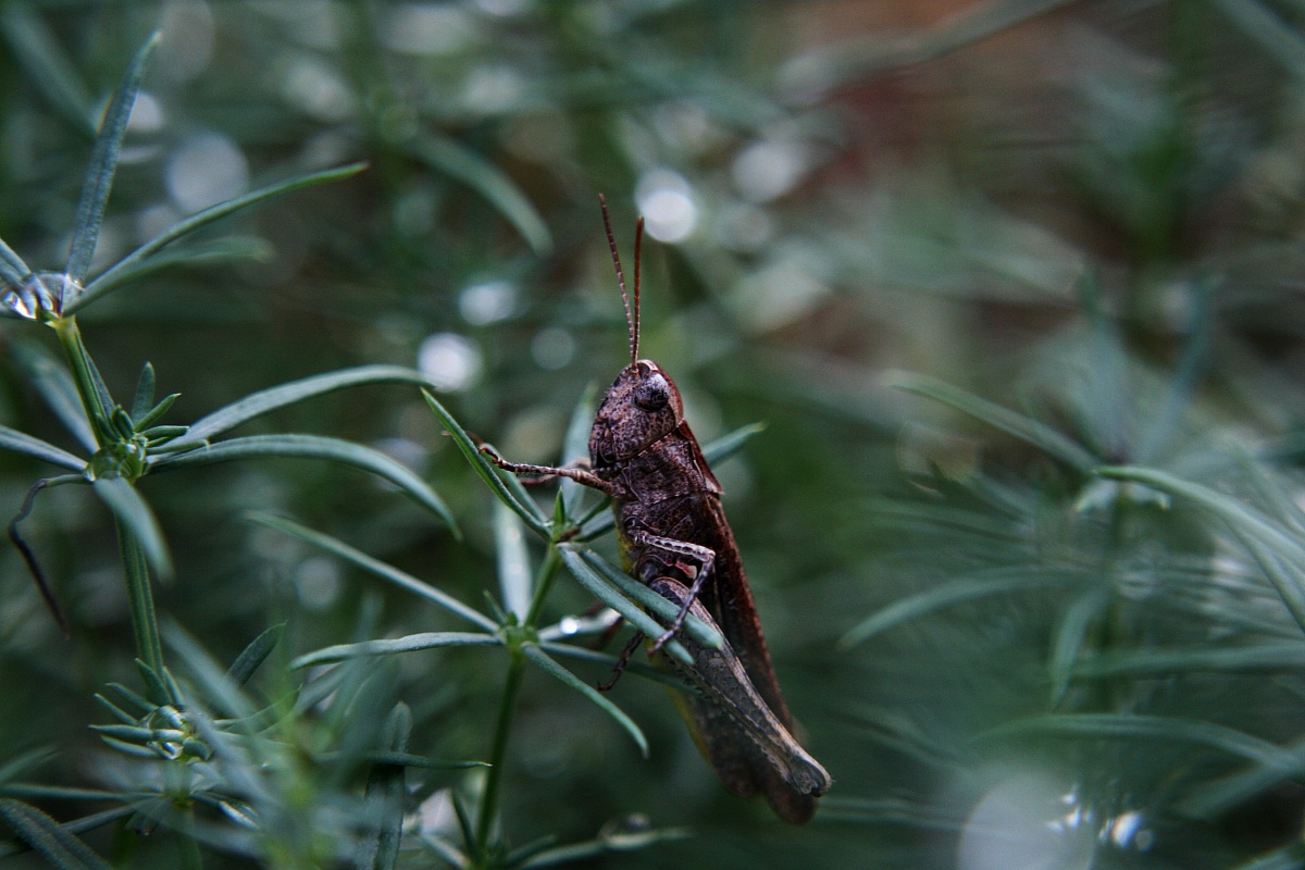 Brown grasshopper