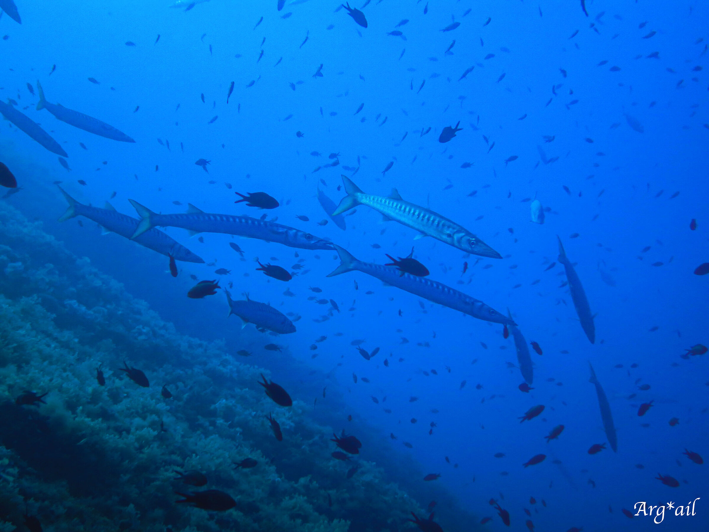 Sphyraena viridensis