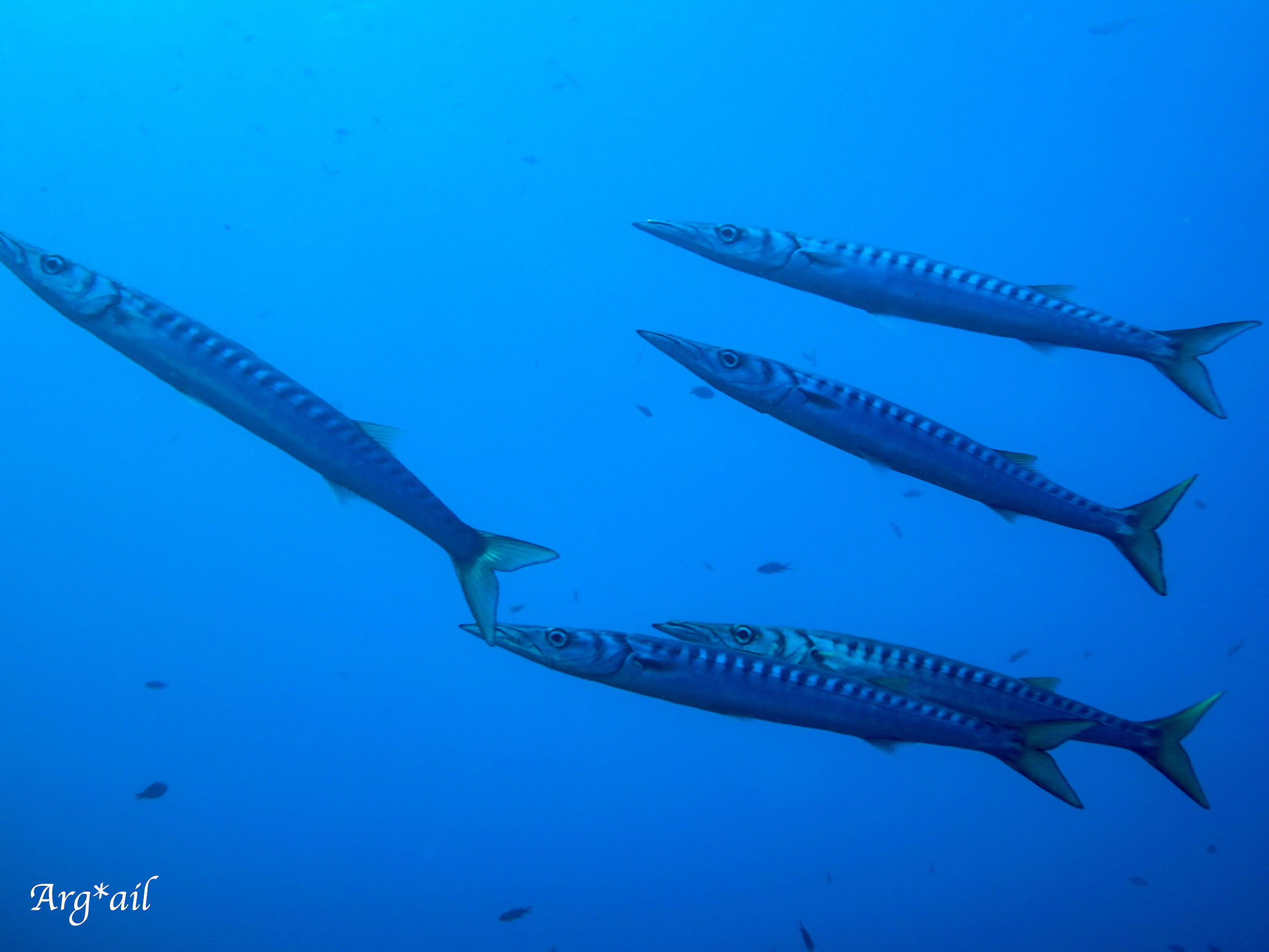 Sphyraena viridensis