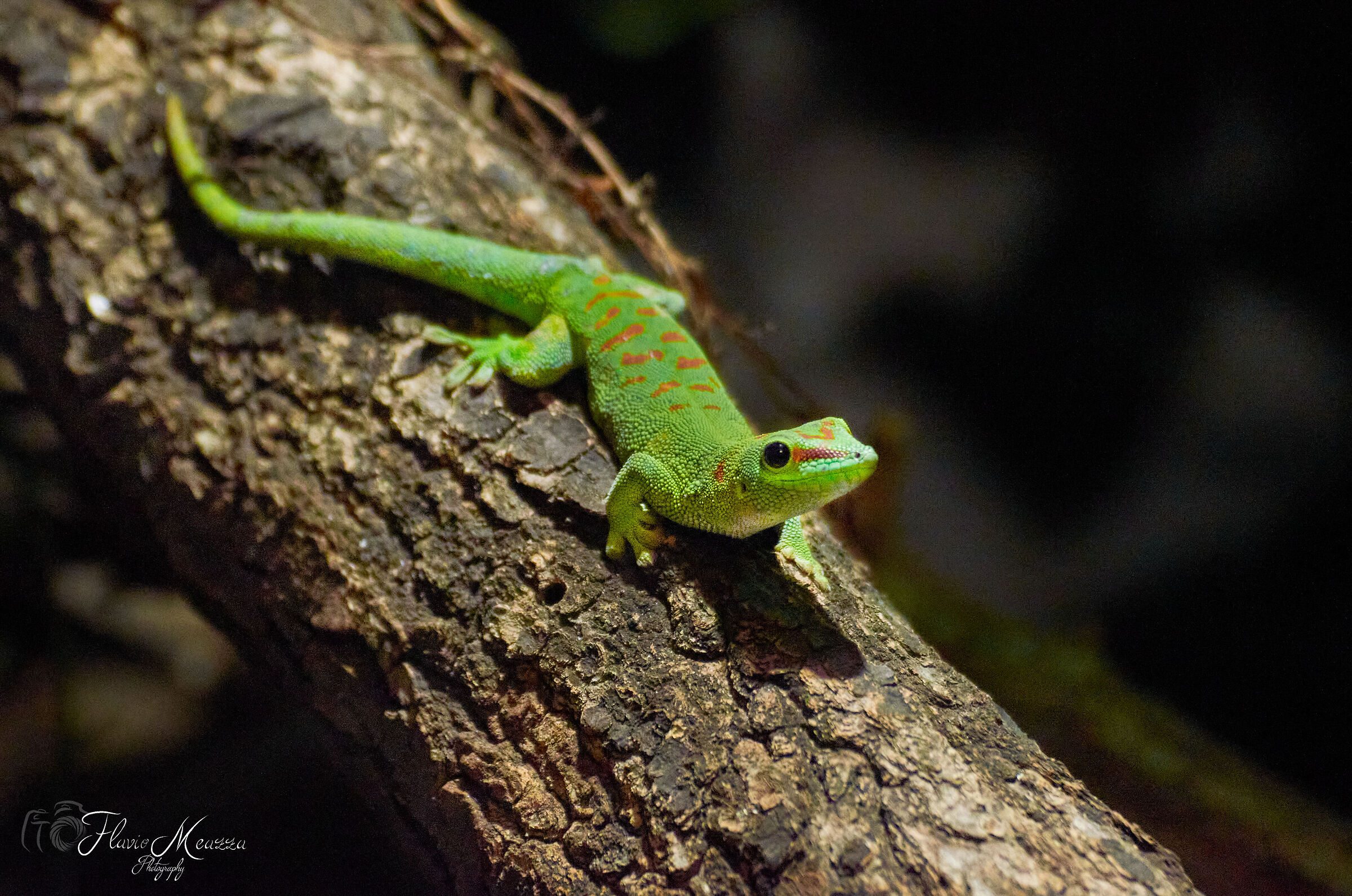 Anole verde