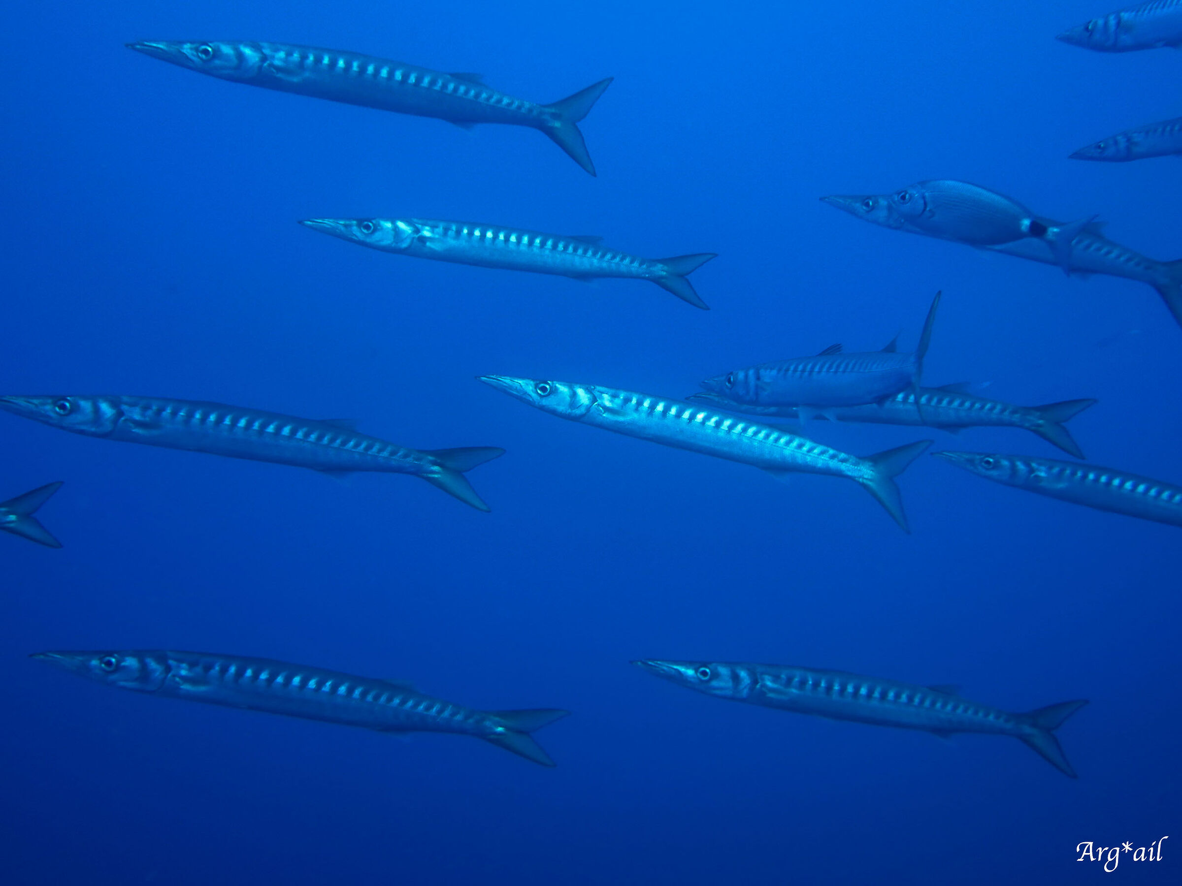 Sphyraena viridensis