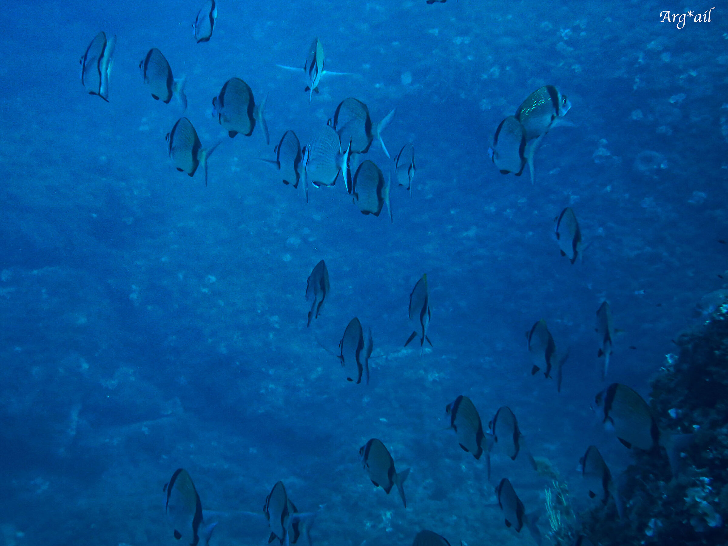Diplodus