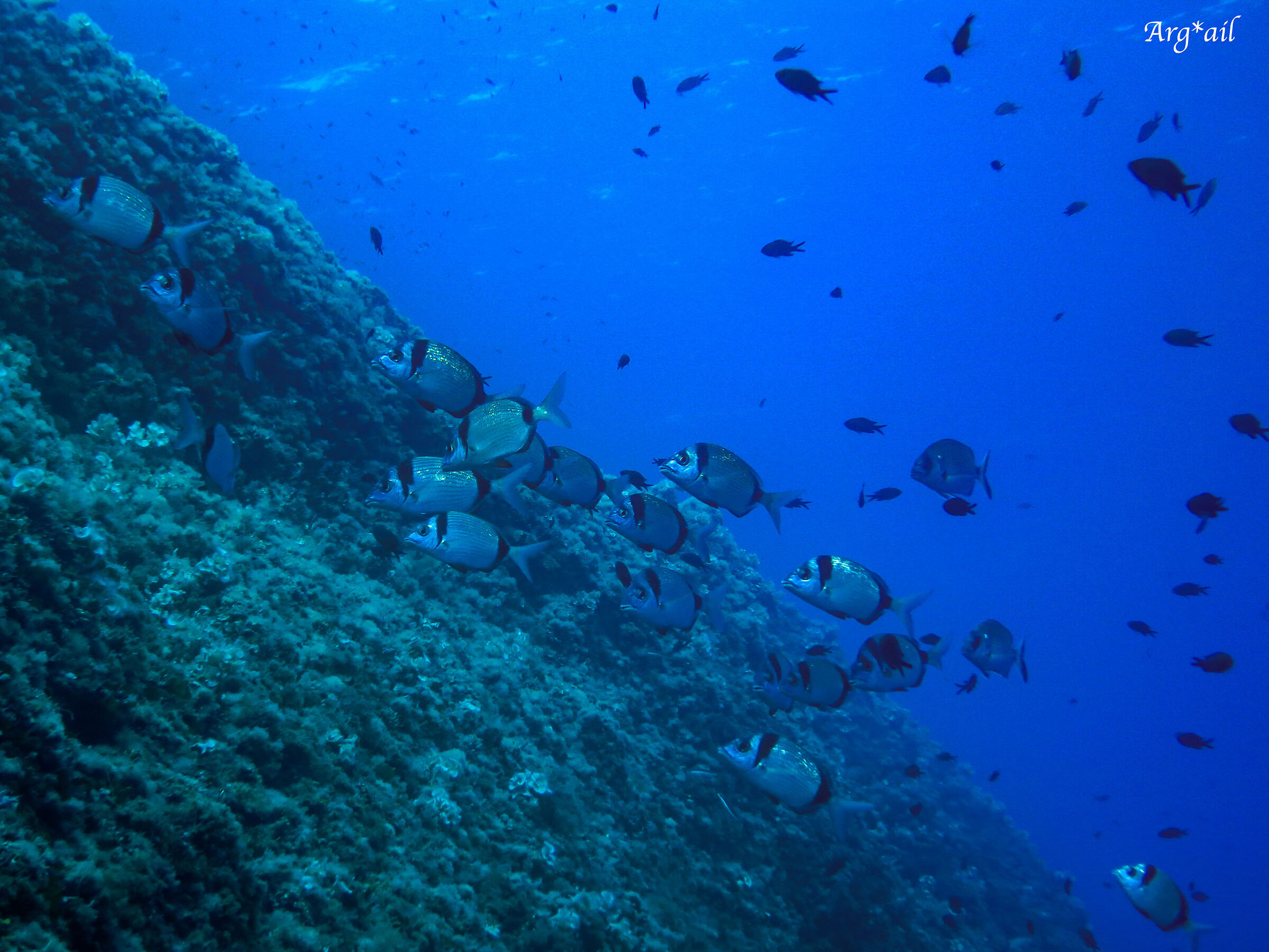 Diplodus