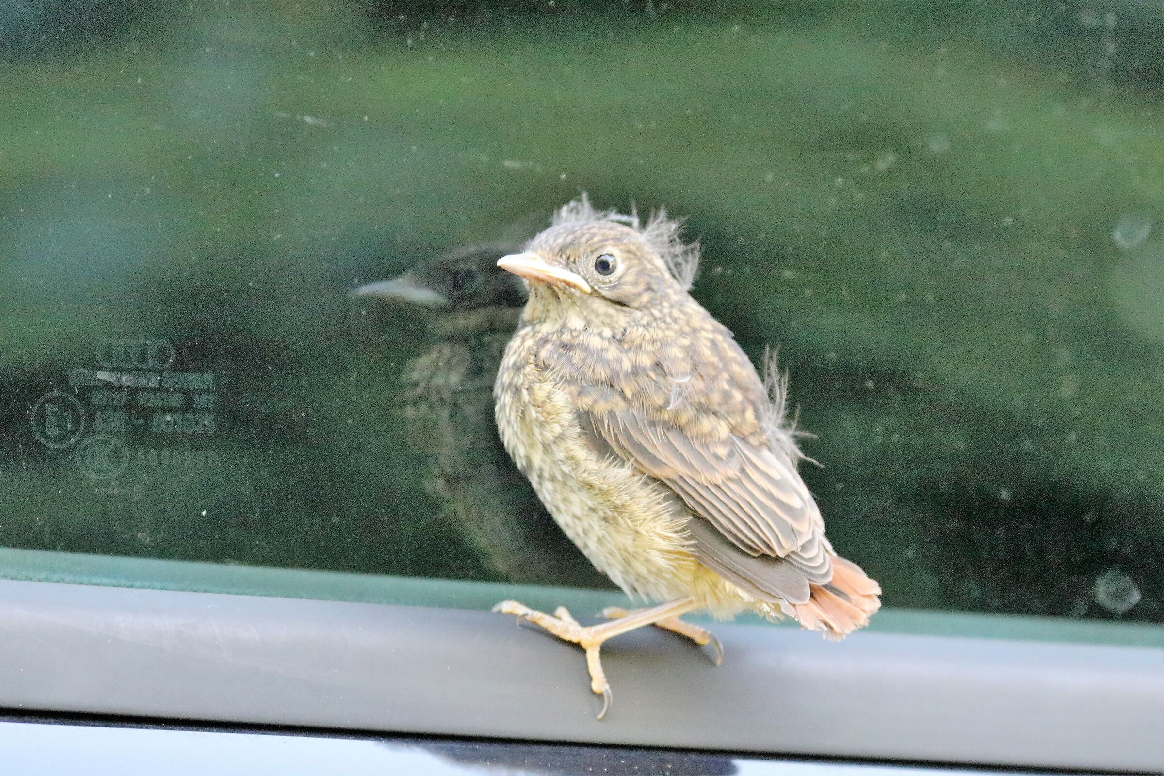 On the door of the Audi