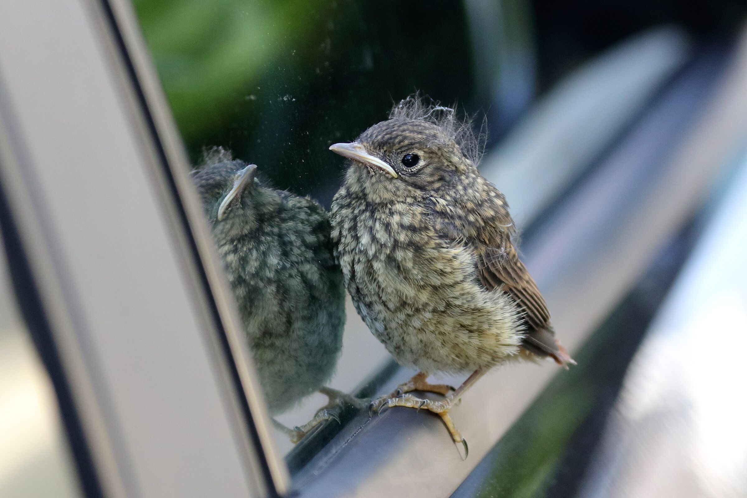 On the door of the Audi