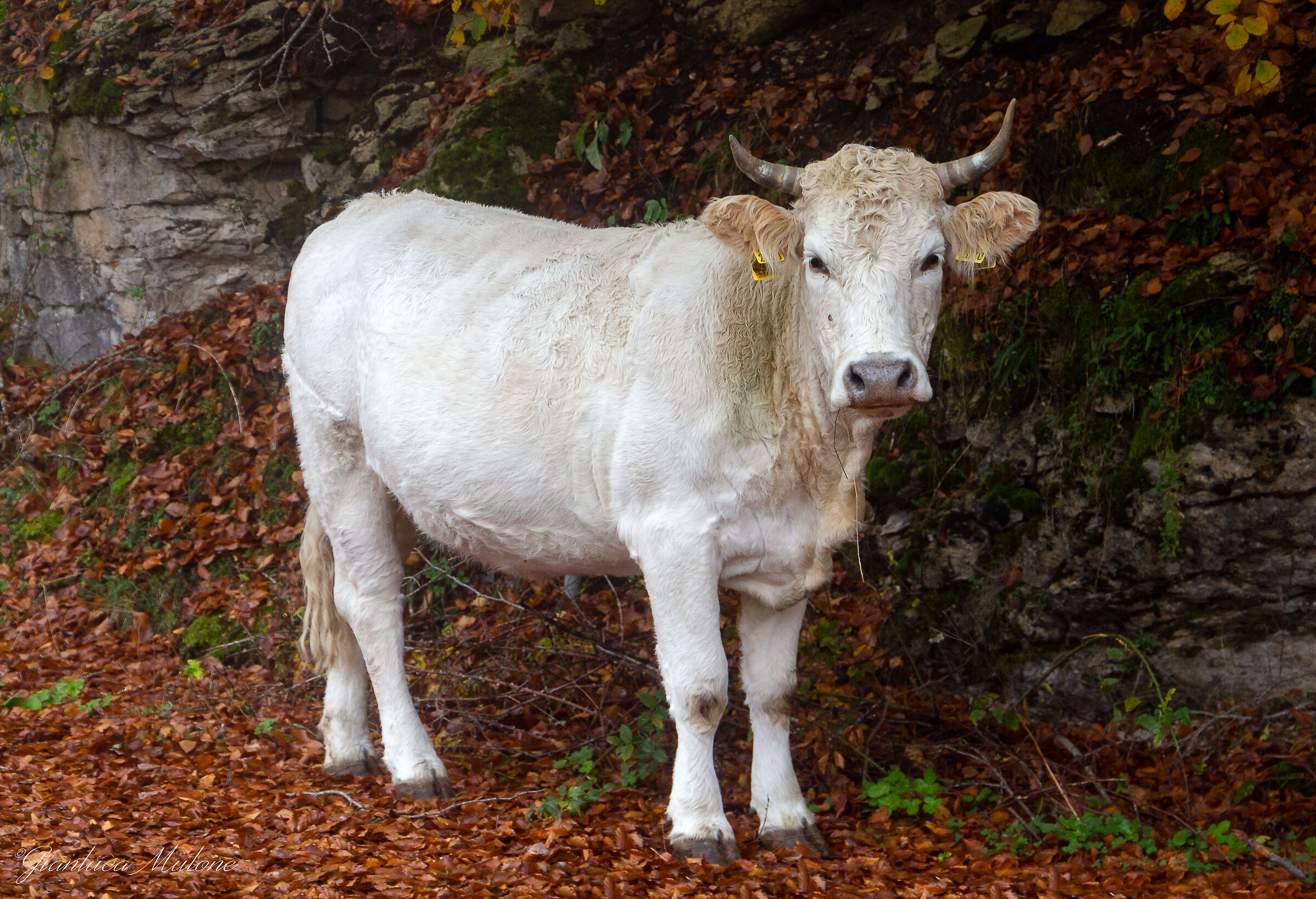 Meeting on the way to Monte Livata