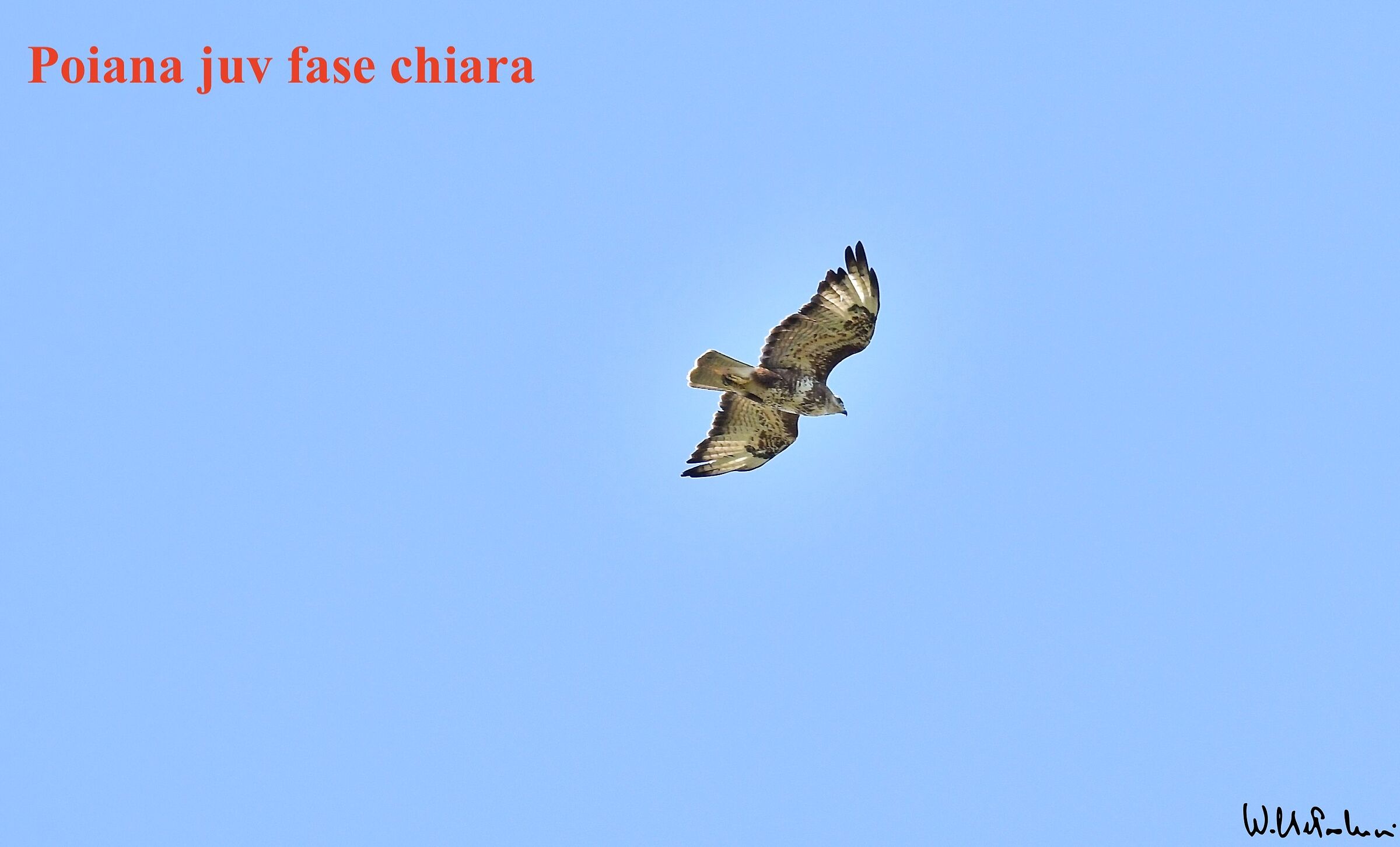 Young white phase buzzard