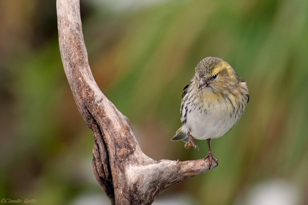 Siskin picky ....