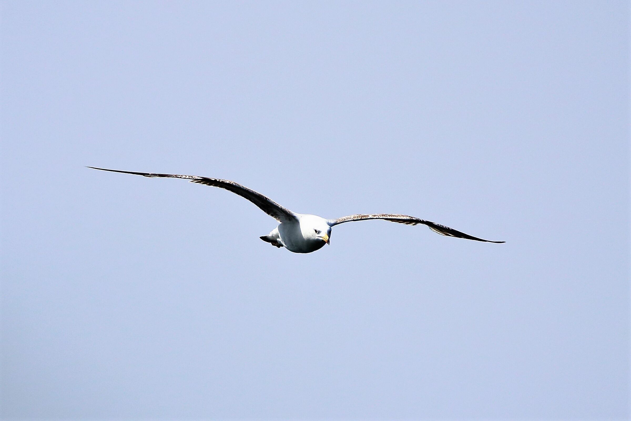 On the door of the Audi