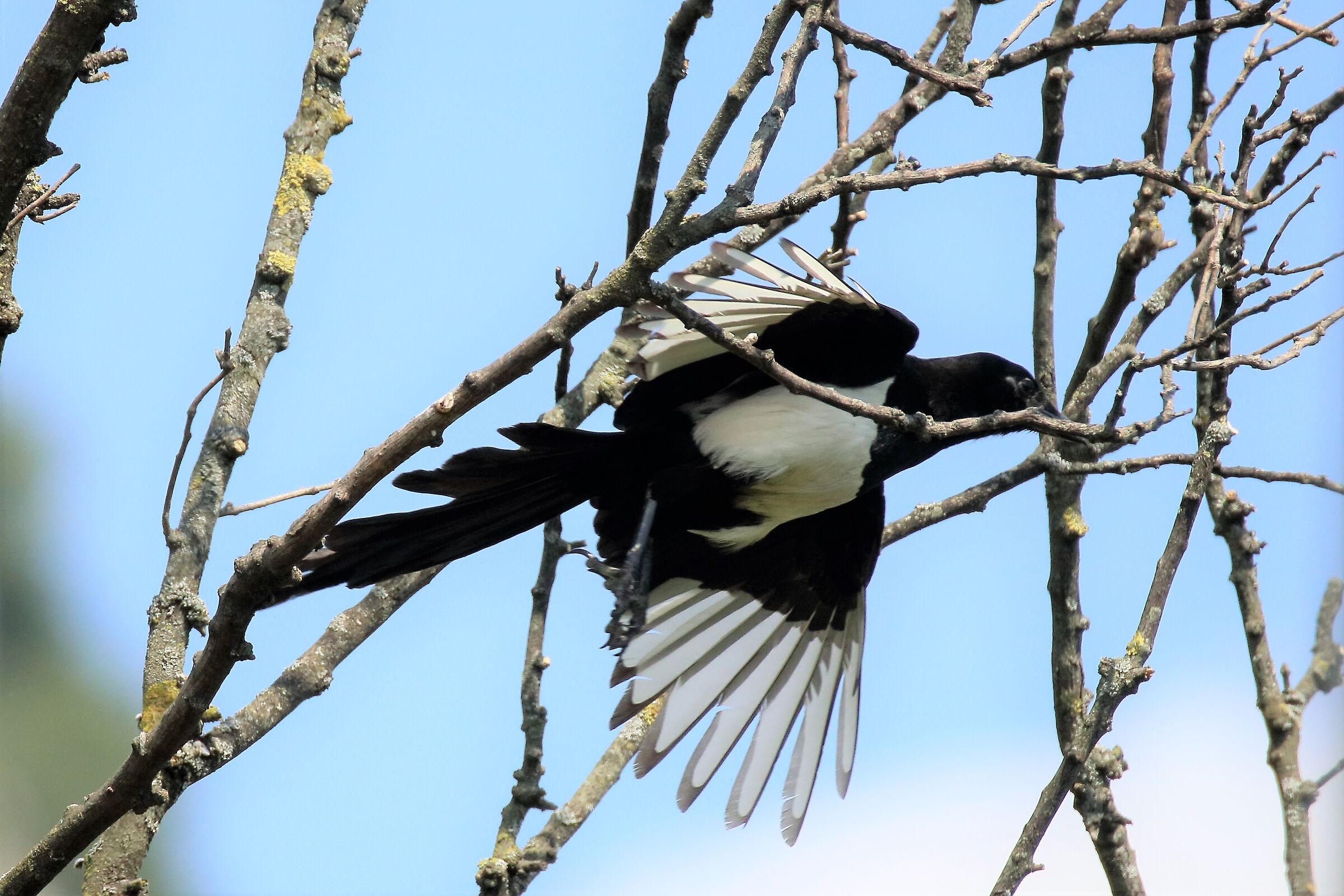 Magpie