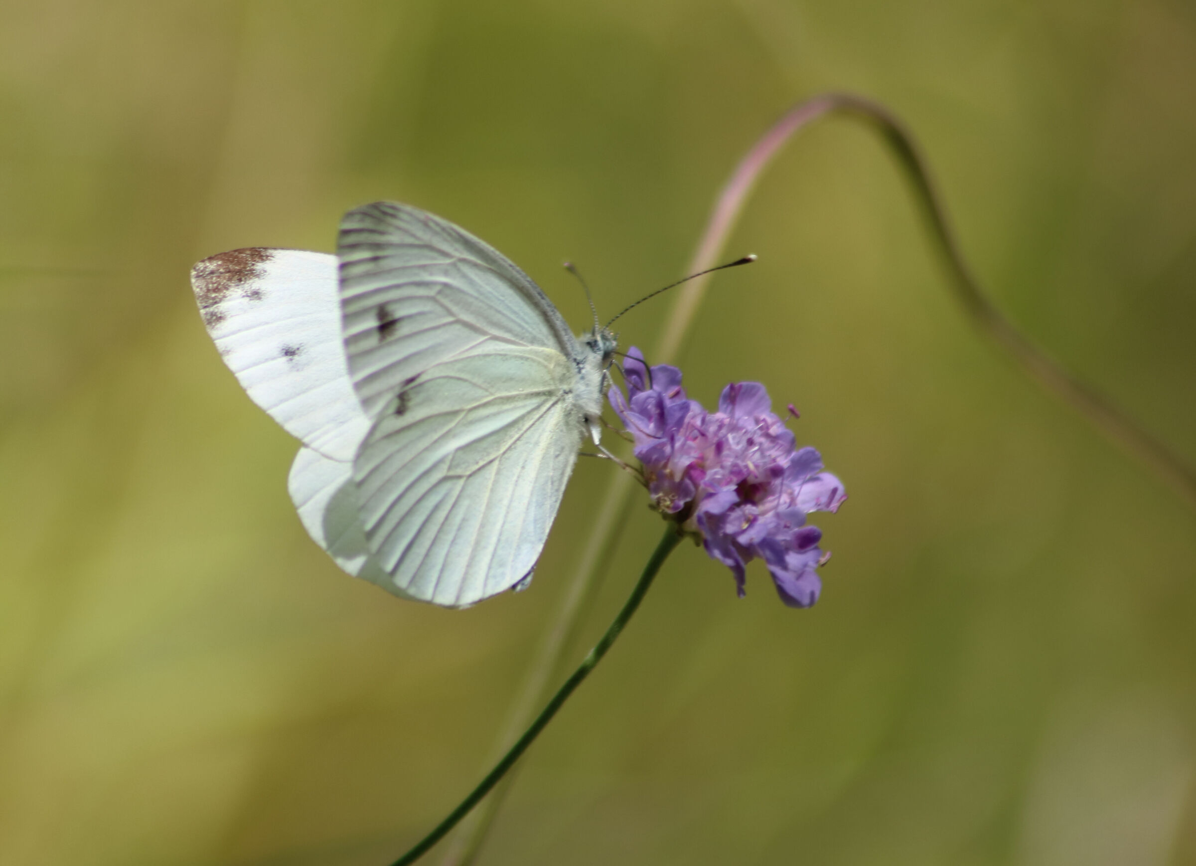 Pieris Napi. Alpi Apuane