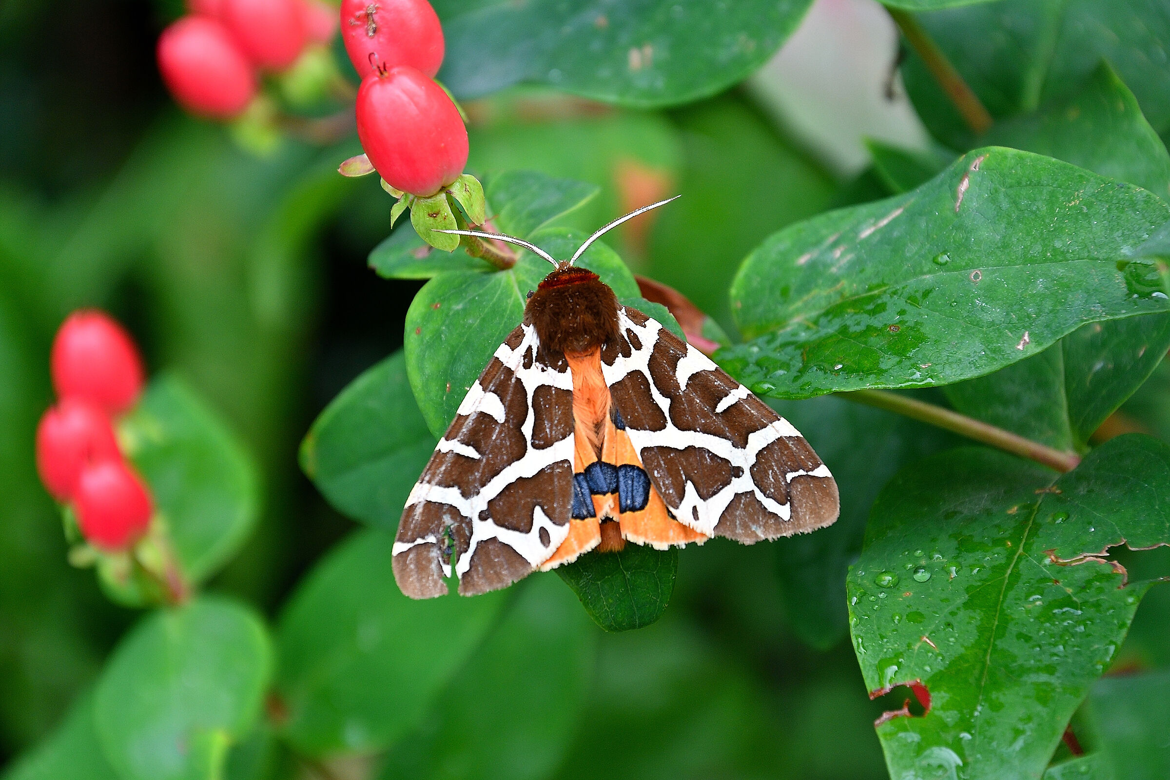 Euplagia Quadripunctaria