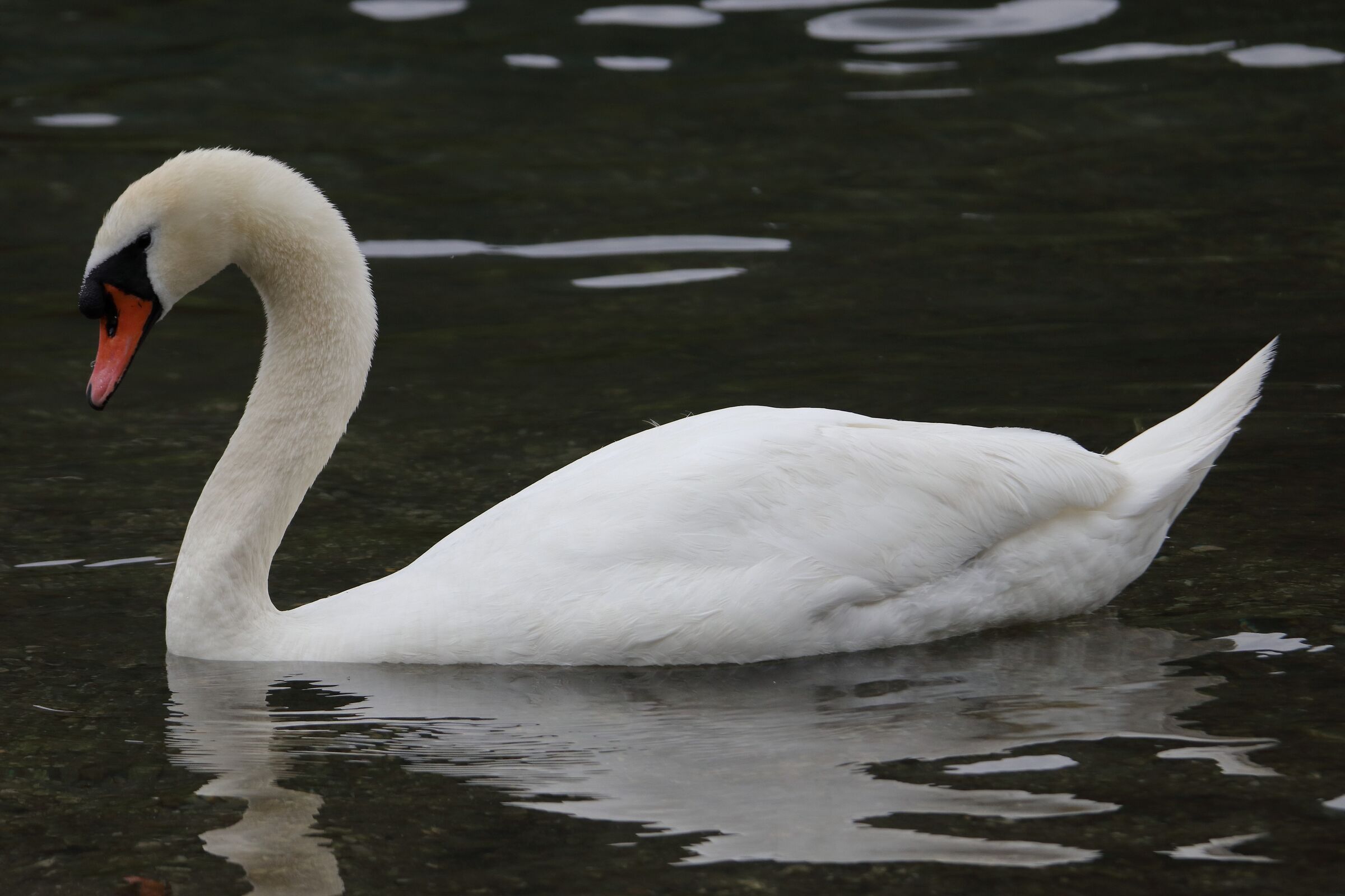 mute swan