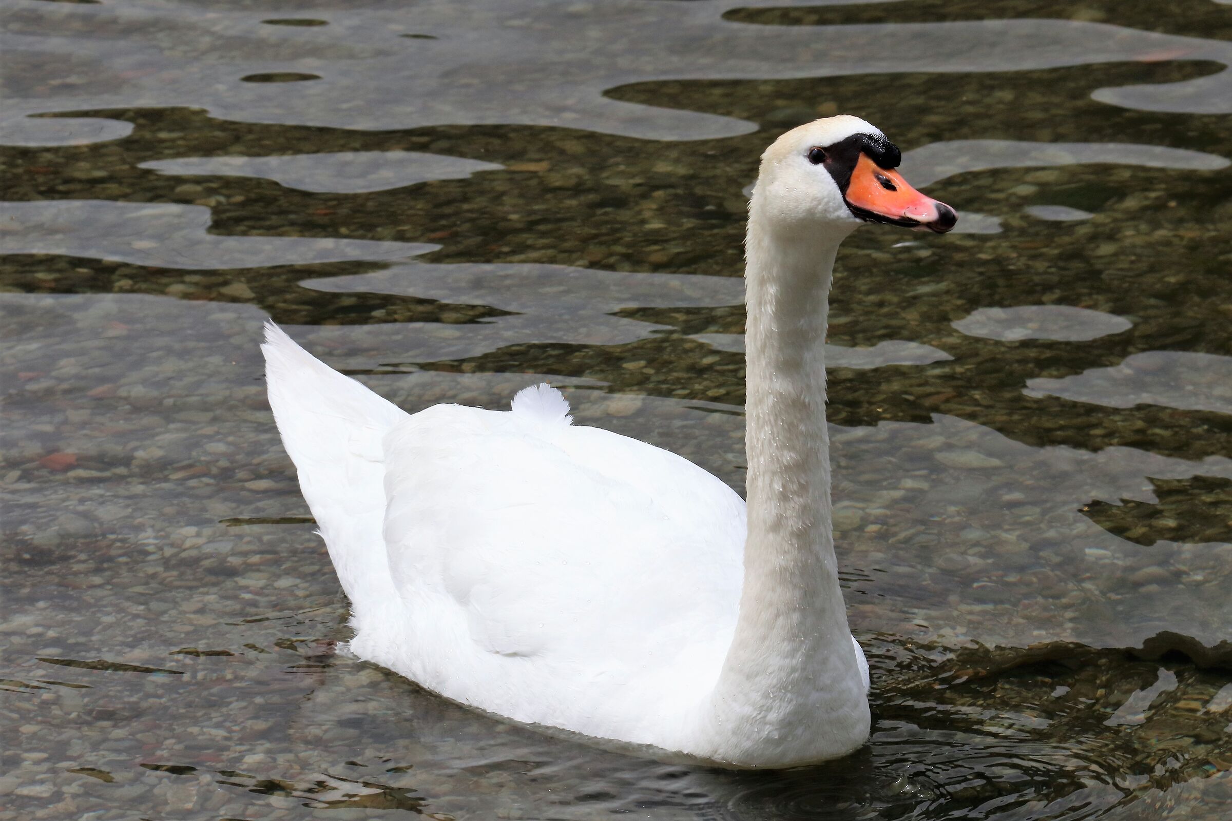 swan