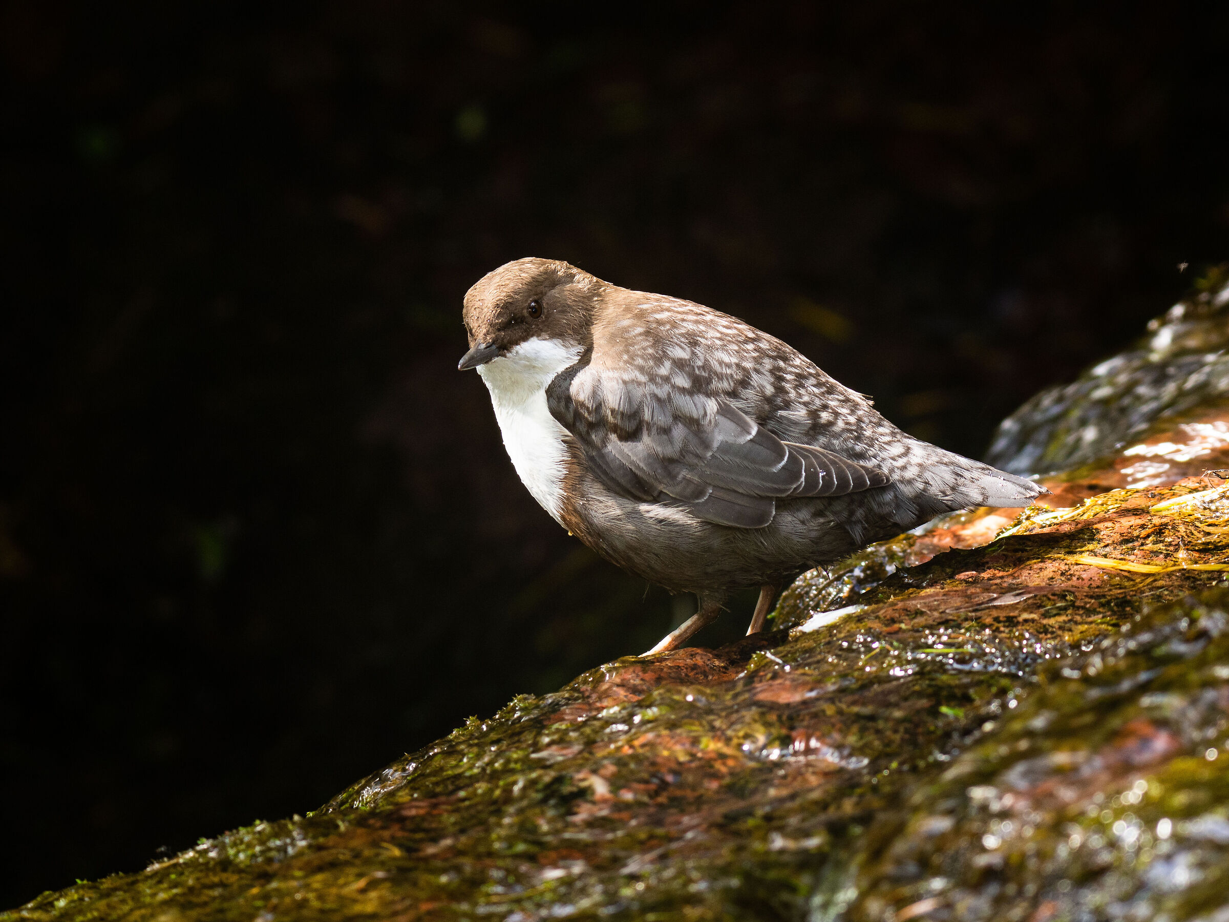 Prima del grande salto