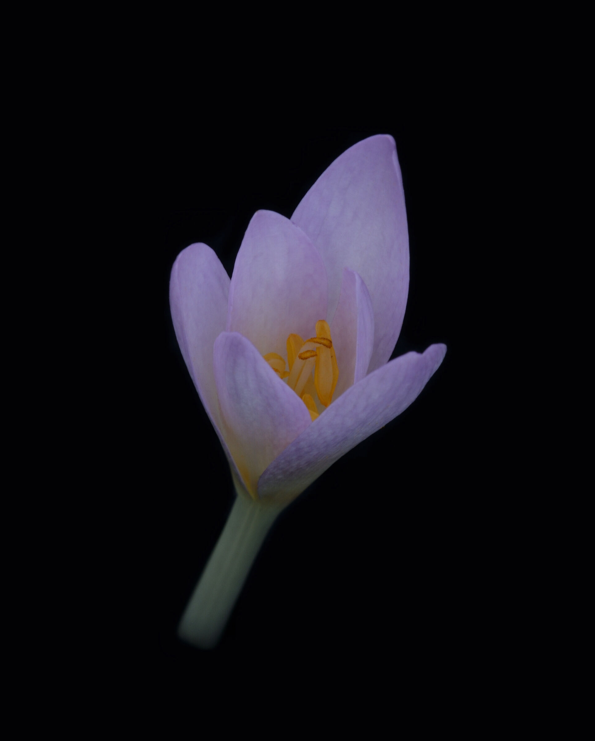 Delicacy