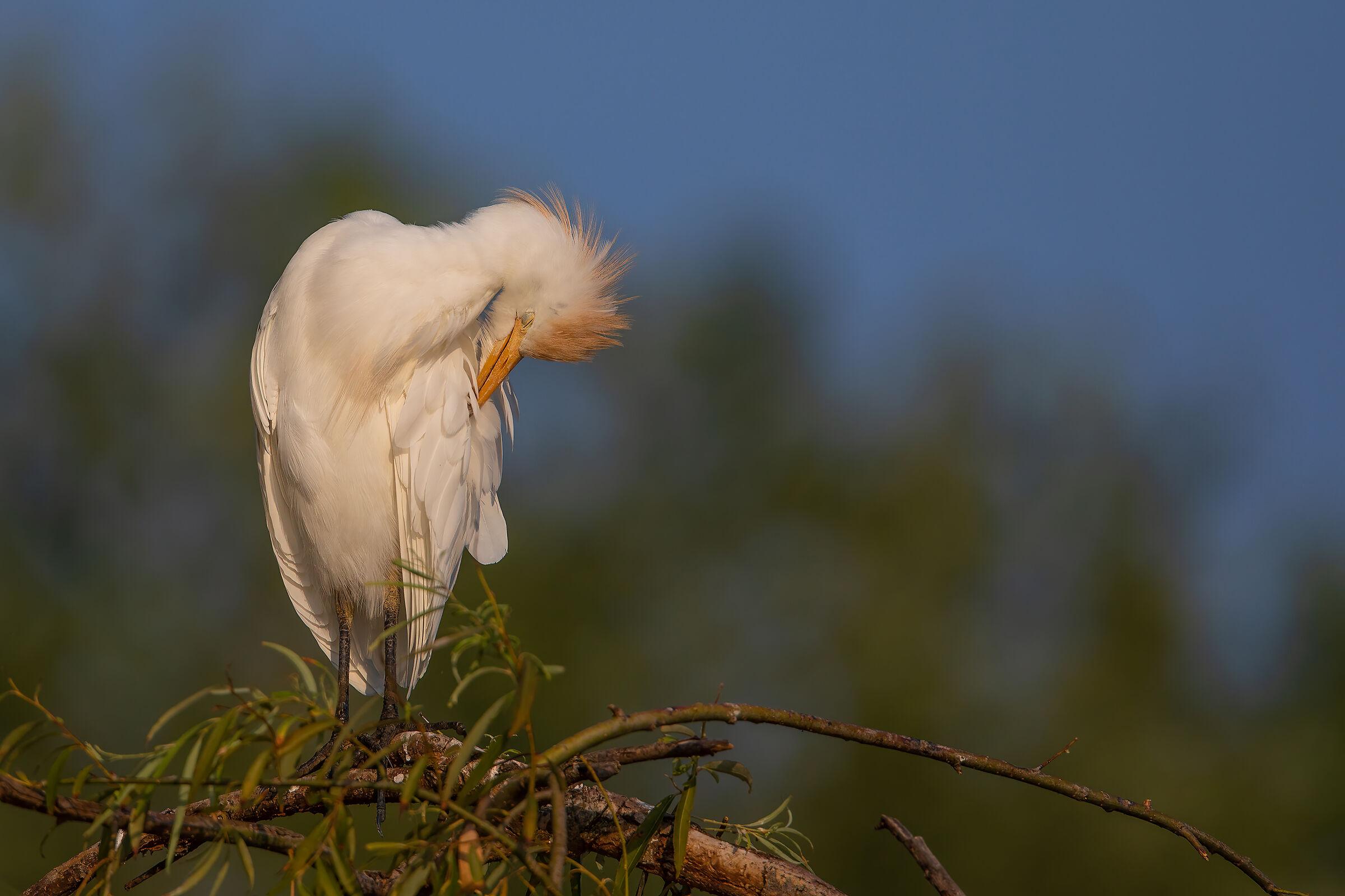 Cattle egret