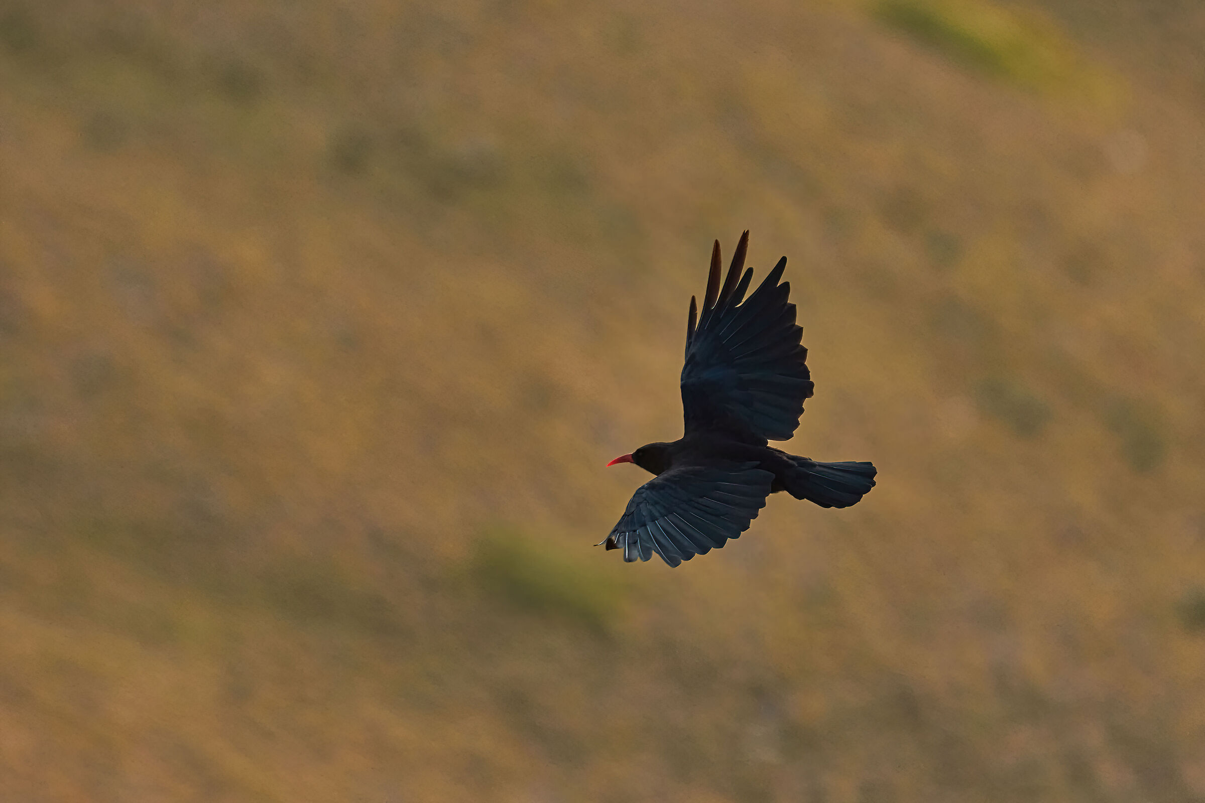 Coral Chough 1