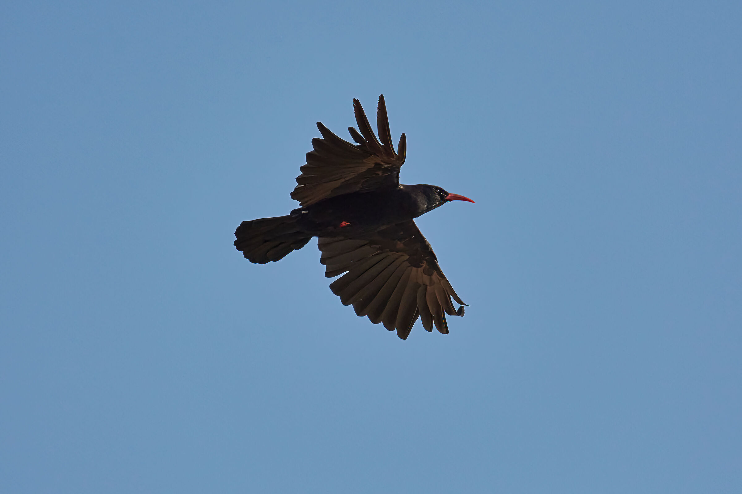 Coral Chough 2