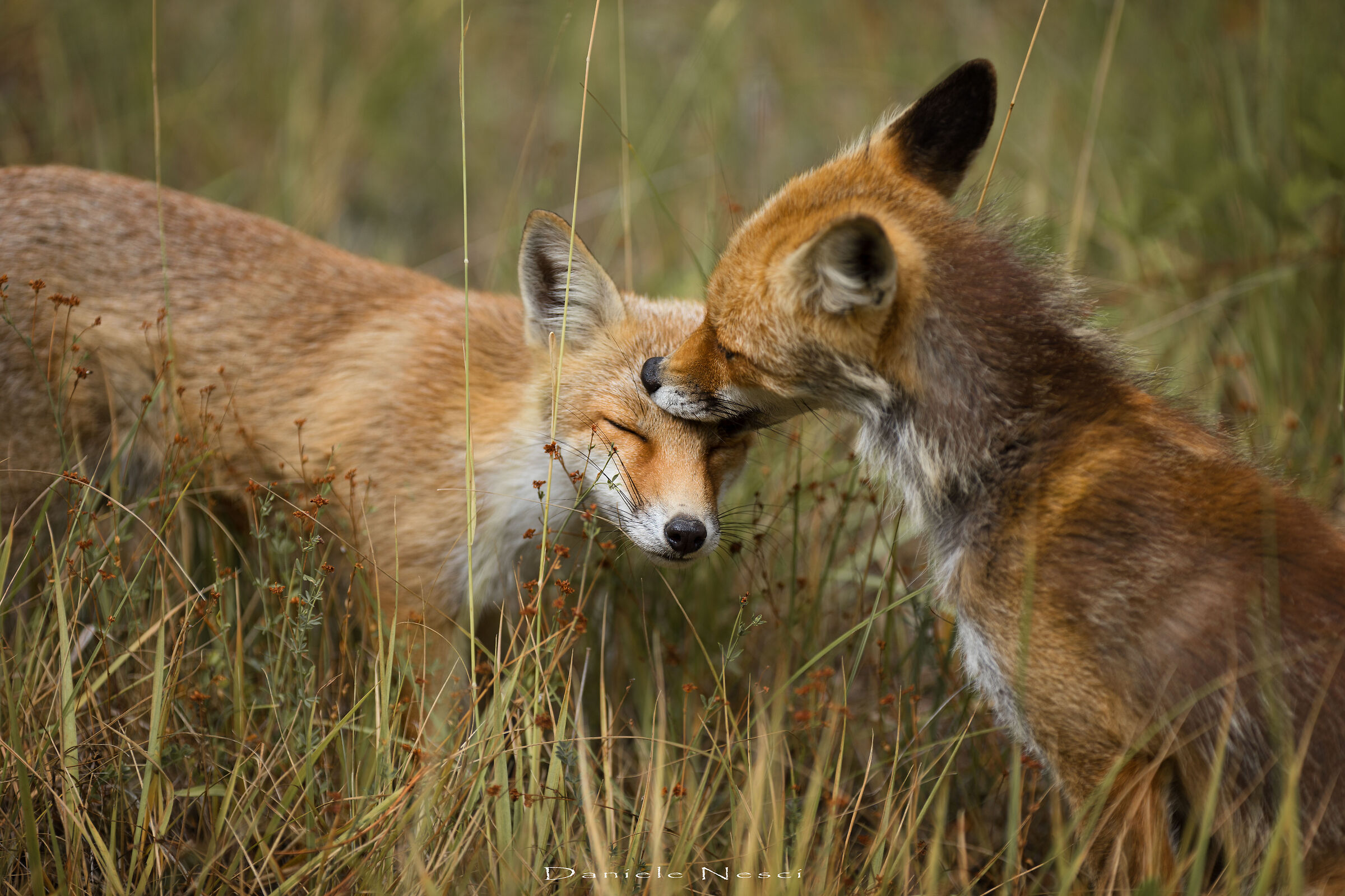 The love of a mother