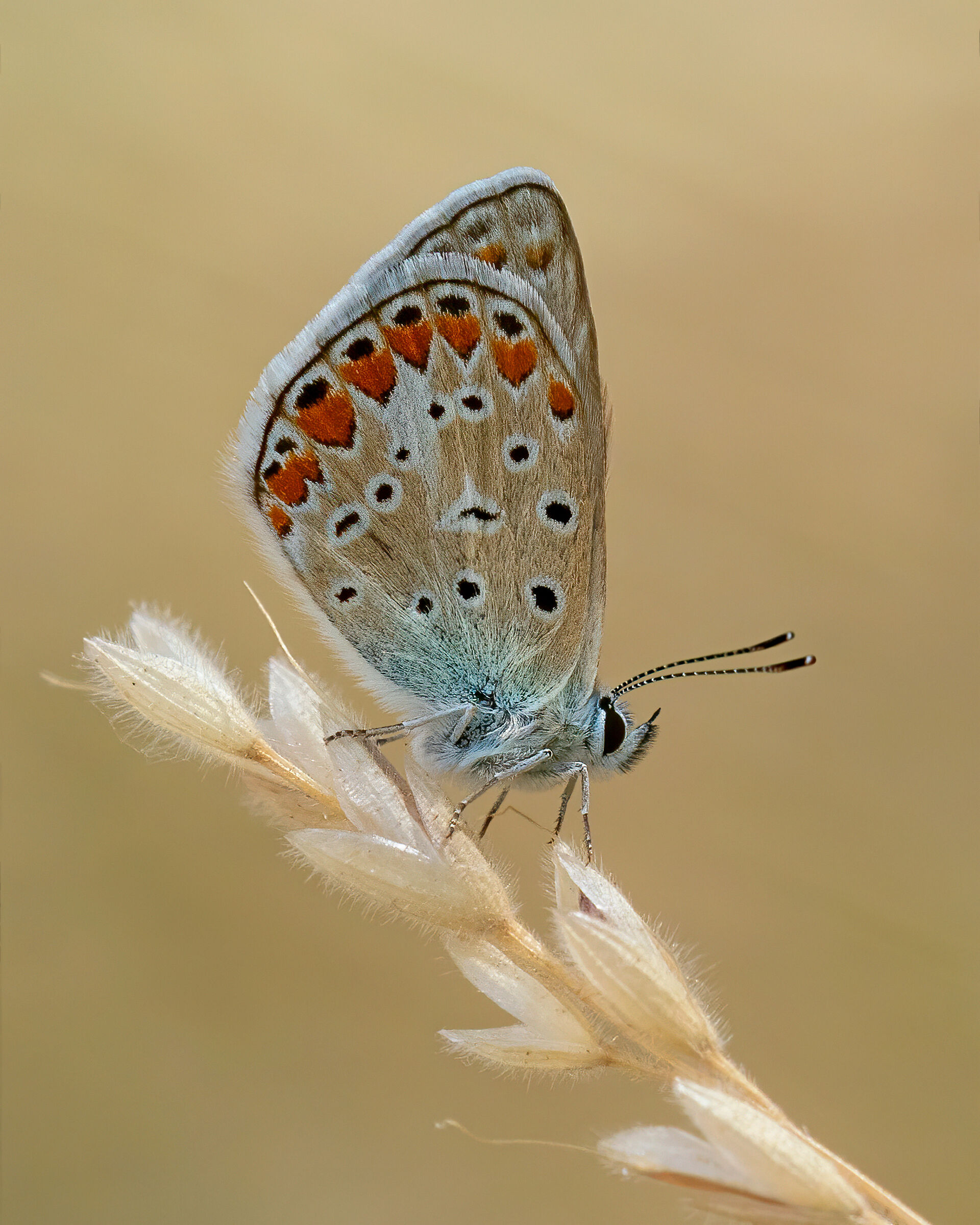 Plebejus argus