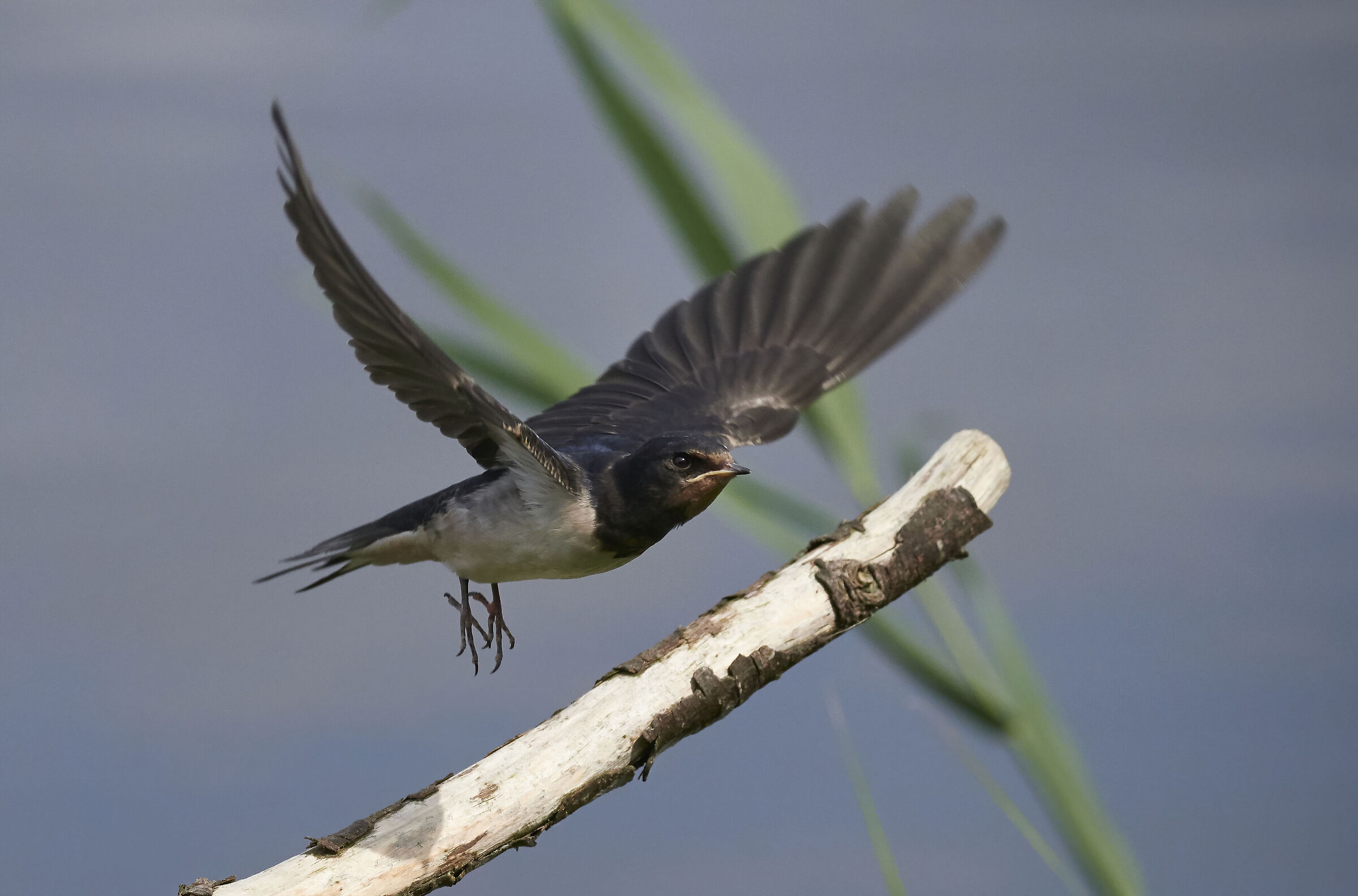 Barn Swallow